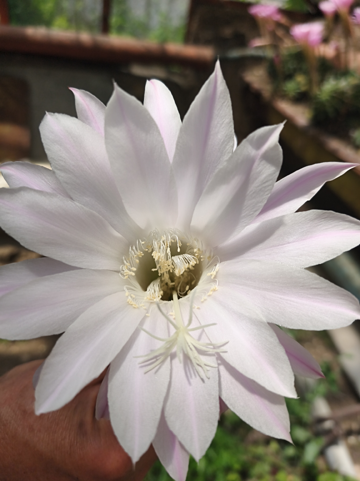 A close-up photograph captures a large, fully bloomed cactus flower, predominantly white with subtle pale pink striations on its petals, in Терновский округ, Ukraine. The flower occupies the majority of the frame, revealing a complex inner structure composed of numerous slender, light-colored stamens topped with yellow anthers, encircling a prominent, multi-lobed, pale pistil. A section of an adult human hand, displaying a light skin tone and minor skin creases, is visible in the lower-left, providing gentle support to the flower. The background is intentionally blurred, featuring muted green foliage, a horizontal reddish-brown architectural element (possibly a beam or railing), and several smaller, out-of-focus pink flowers in the upper-right, indicative of a cultivated outdoor or semi-outdoor garden or greenhouse environment under natural daylight.