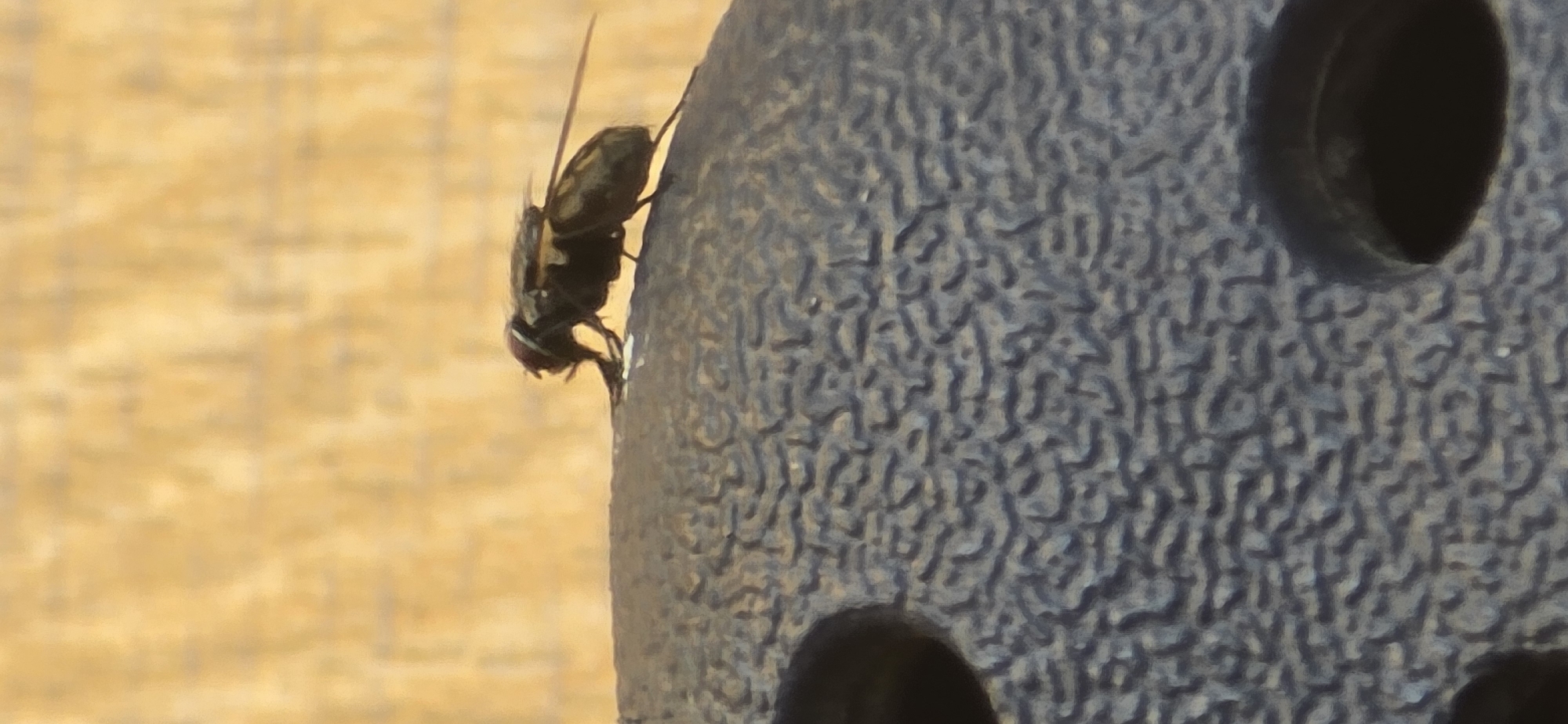 A dark-colored fly with reddish eyes is perched on a textured, dark gray surface, which appears to be the edge of a round object. The fly is positioned in the middle of the frame, facing left, with its proboscis extended and touching the surface. Its wings are slightly raised, revealing a segmented abdomen. The background is a soft-focus, muted yellow-orange texture. The scene appears to be outdoors, possibly in a city like Urupskiy, Russia, with the textured surface possibly being part of urban furniture or infrastructure.