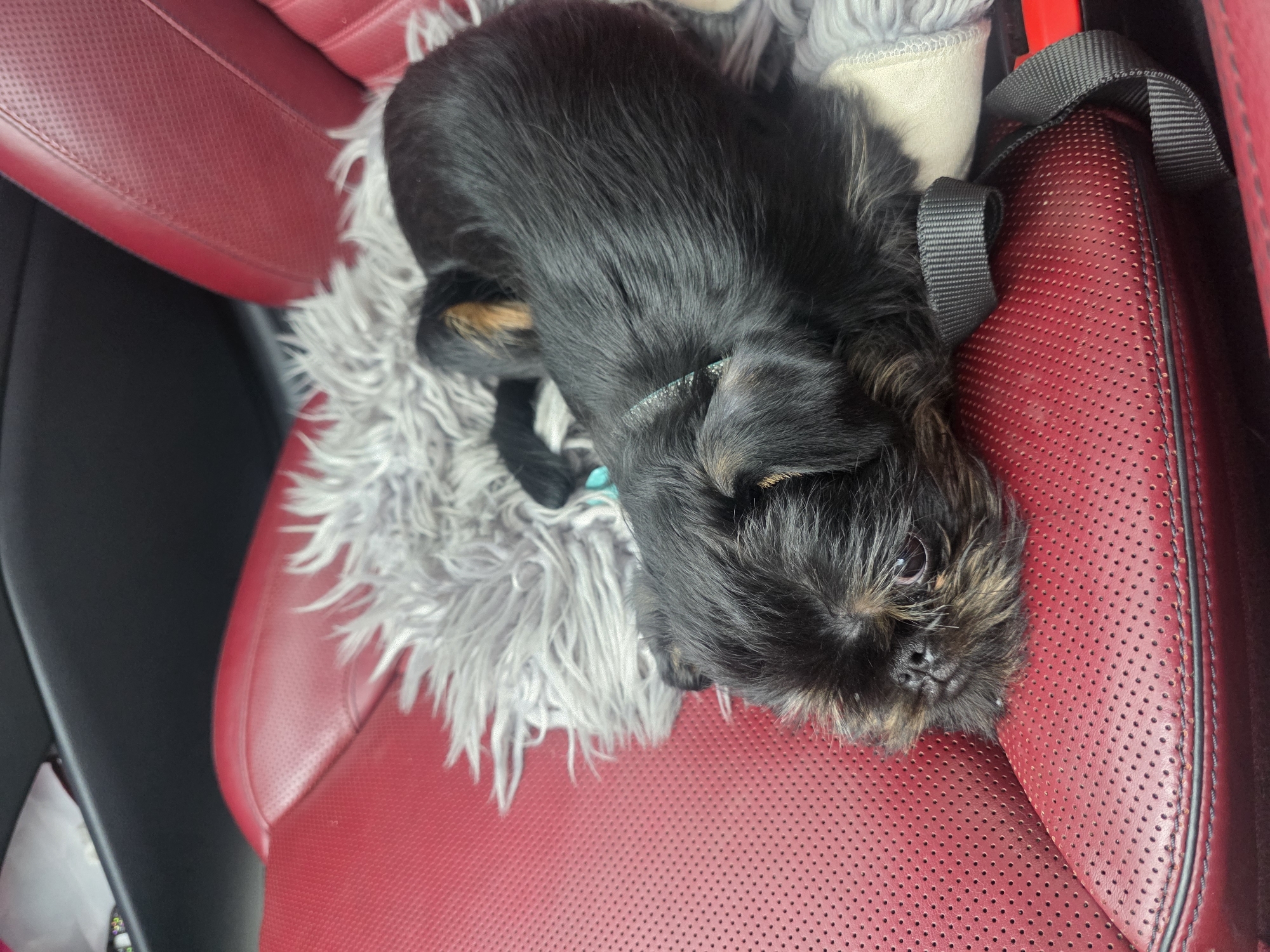 A black-coated puppy with brown highlights is curled up on a fluffy grey blanket placed on a red perforated leather car seat. The puppy is lying on its side, with its head resting on the blanket. A light blue collar is visible around its neck. The background shows a black car interior. The image is taken from a slightly elevated perspective, looking down at the puppy. The location is not discernible from the image.