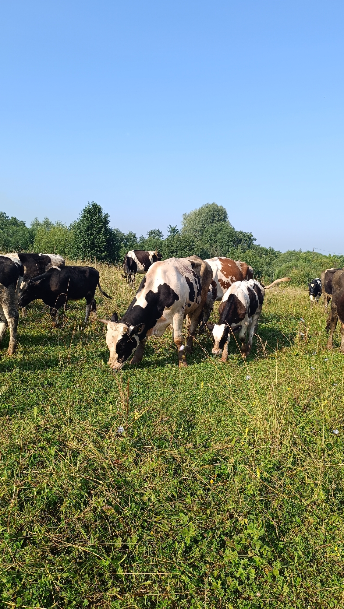 In a sun-drenched field, a herd of black and white spotted cows grazes under a clear blue sky. The grass is a vibrant green, interspersed with taller, dry stalks, suggesting a late summer or early autumn setting. A line of trees forms a distant border to the pasture. The cows are spread out, some with their heads down, actively eating, while others stand or move through the field. The overall scene depicts a peaceful rural landscape in the outskirts of Karsha, Russia, bathed in the warm light of day.