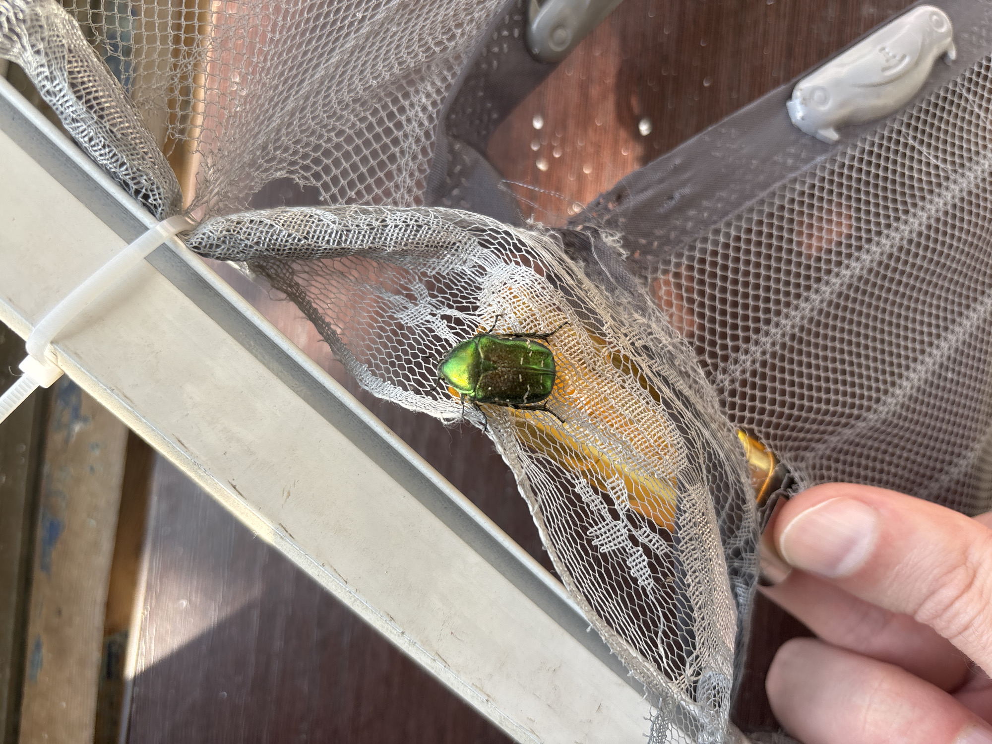 A metallic green beetle is positioned on a piece of torn, gray mesh netting. The netting is attached to a white frame with a zip tie. A person's thumb and index finger are visible at the bottom left corner of the frame, holding onto the netting. The background consists of wooden planks with sunlight casting shadows. The scene appears to be outdoors, possibly on a deck or patio. The location is Unknown, Unknown.