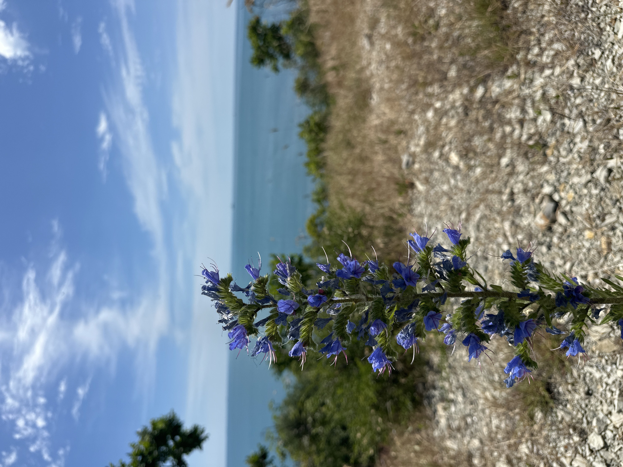 An upright, close-up shot focuses on a tall, slender stalk of small blue flowers with thin white stamens. The plant is positioned on the left side of the frame, its spiky bloom reaching upwards. In the background, a wide expanse of blue ocean stretches to the horizon under a partly cloudy sky, with wispy white clouds against a bright blue backdrop. The foreground and midground consist of dry, golden-brown grass and rocky terrain, suggesting a coastal, arid environment. The background also features blurred green foliage and trees on either side of the ocean. The scene appears to be a natural landscape, possibly on a hillside overlooking the sea, in the vicinity of Kabardinka, Russia, a resort town on the Black Sea coast known for its coastal flora and landscapes. There are no people or animals visible in the image.