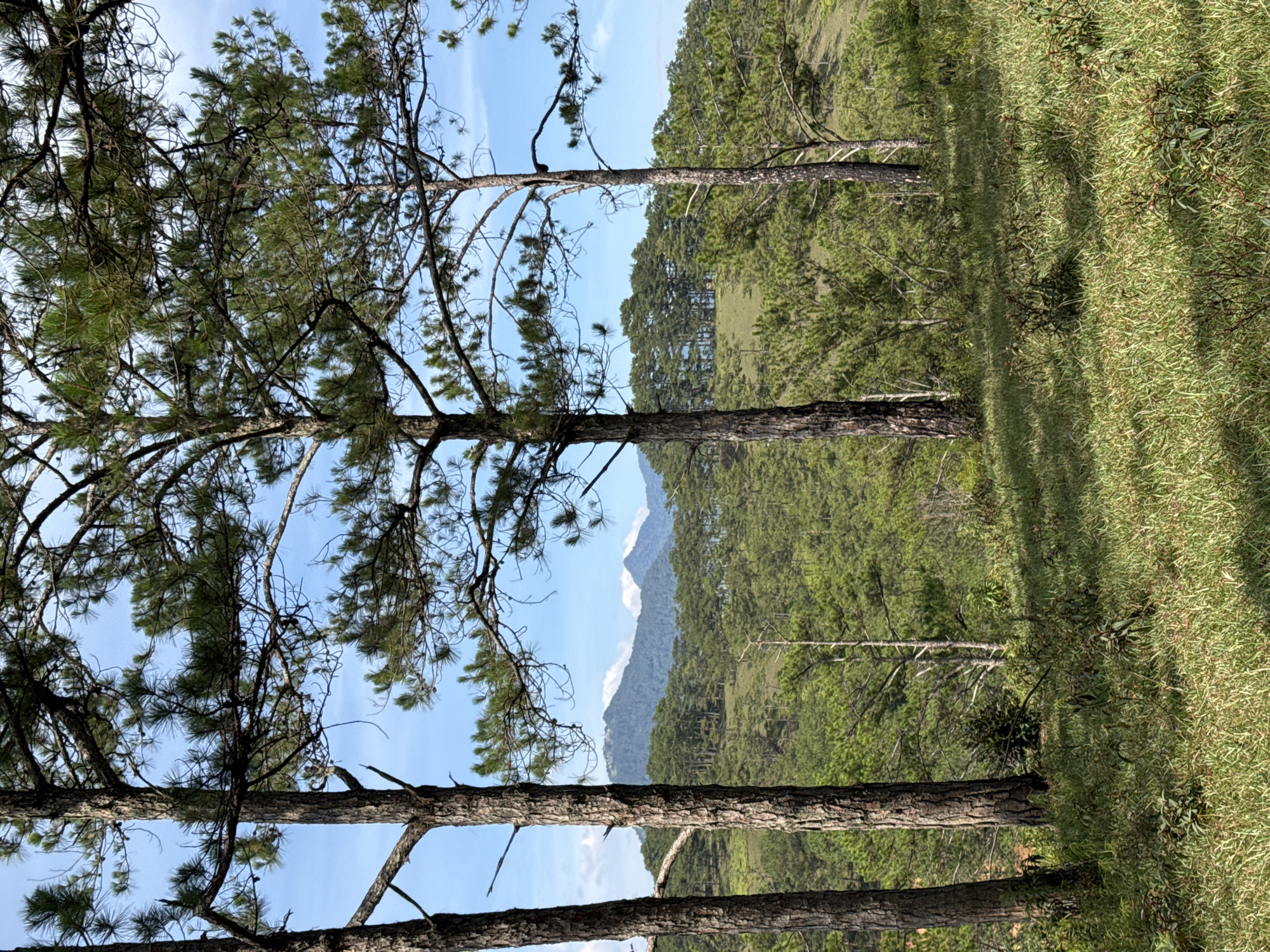 The image depicts a natural landscape in Lạc Dương, Vietnam. The foreground features three pine trees with visible bark and branches against a clear blue sky. Beyond the trees, a rolling green hillside densely covered with other trees stretches into the mid-ground, with taller mountains visible in the distance. The right side of the image shows a grassy area. There are no people or animals visible.