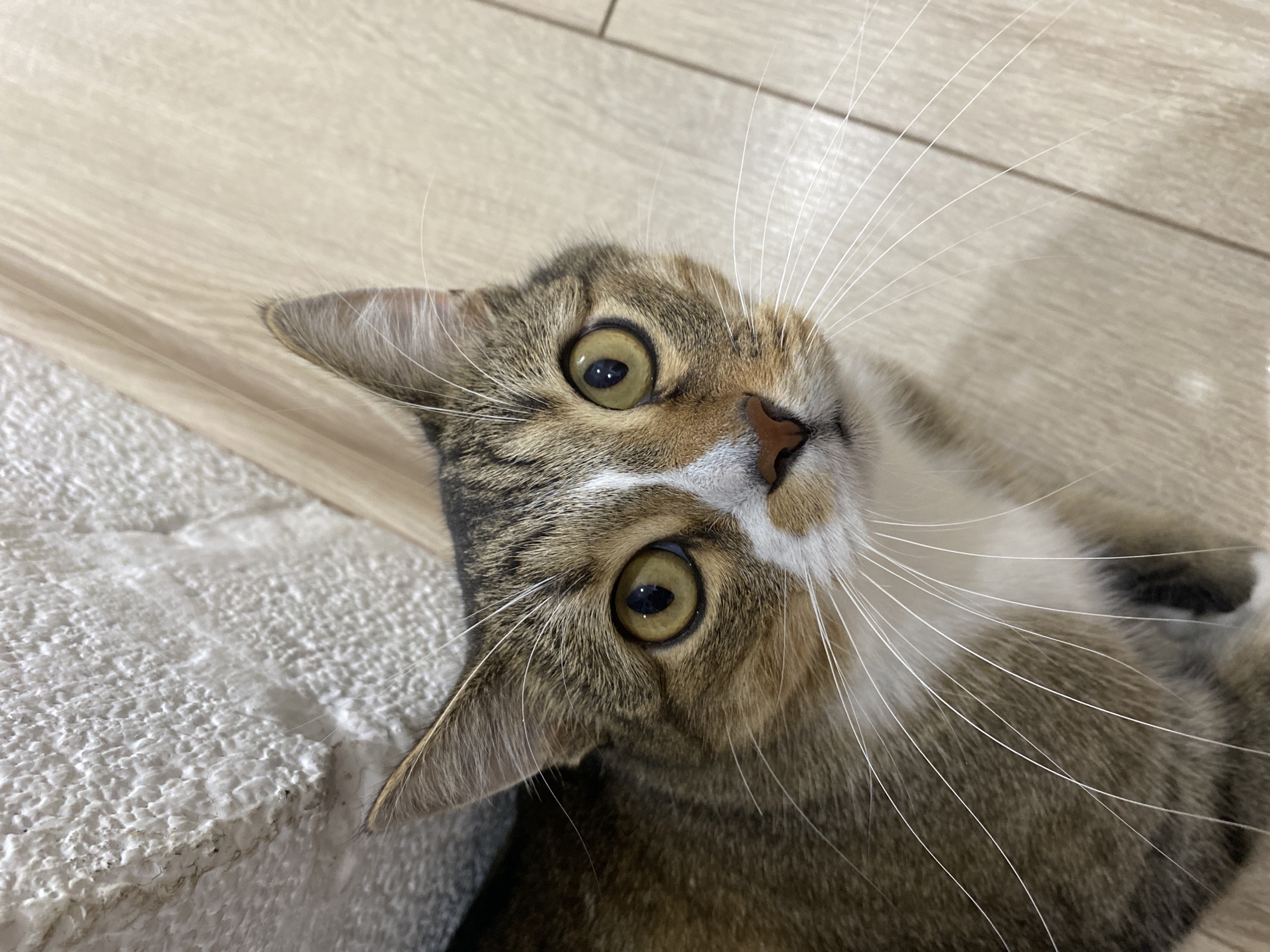 A close-up, high-angle shot features a calico cat looking upwards. The cat has brown, black, and white fur, with striking yellow eyes and long white whiskers. It is positioned on a light brown wooden floor with a white textured surface in the upper left corner. The scene is indoors, likely in a residential setting in Novokuybyshevsk, Russia, though no specific landmarks or identifying features of the city are visible.