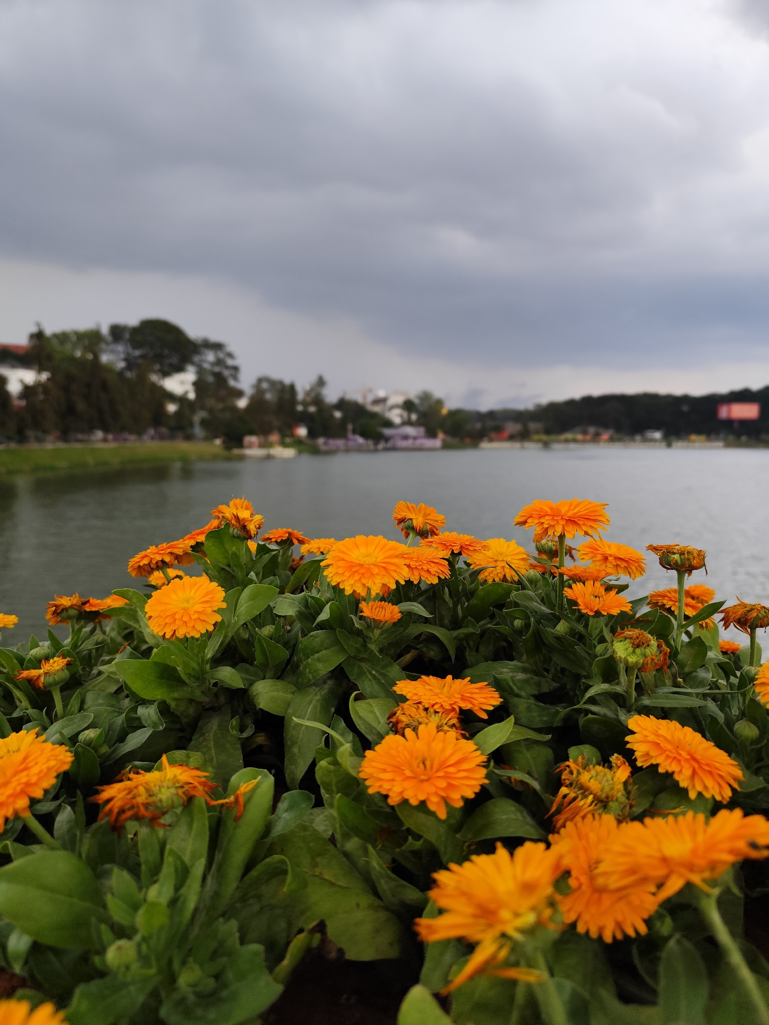 A photograph shows a field of orange flowers in front of a lake and cloudy sky in Da Lat, Vietnam. The flowers are in full bloom, with bright orange petals and green leaves. The lake is calm and reflects the gray sky above. In the background, there are buildings and trees along the shoreline. The overall scene is peaceful and serene. The photo appears to be taken on a cloudy day.