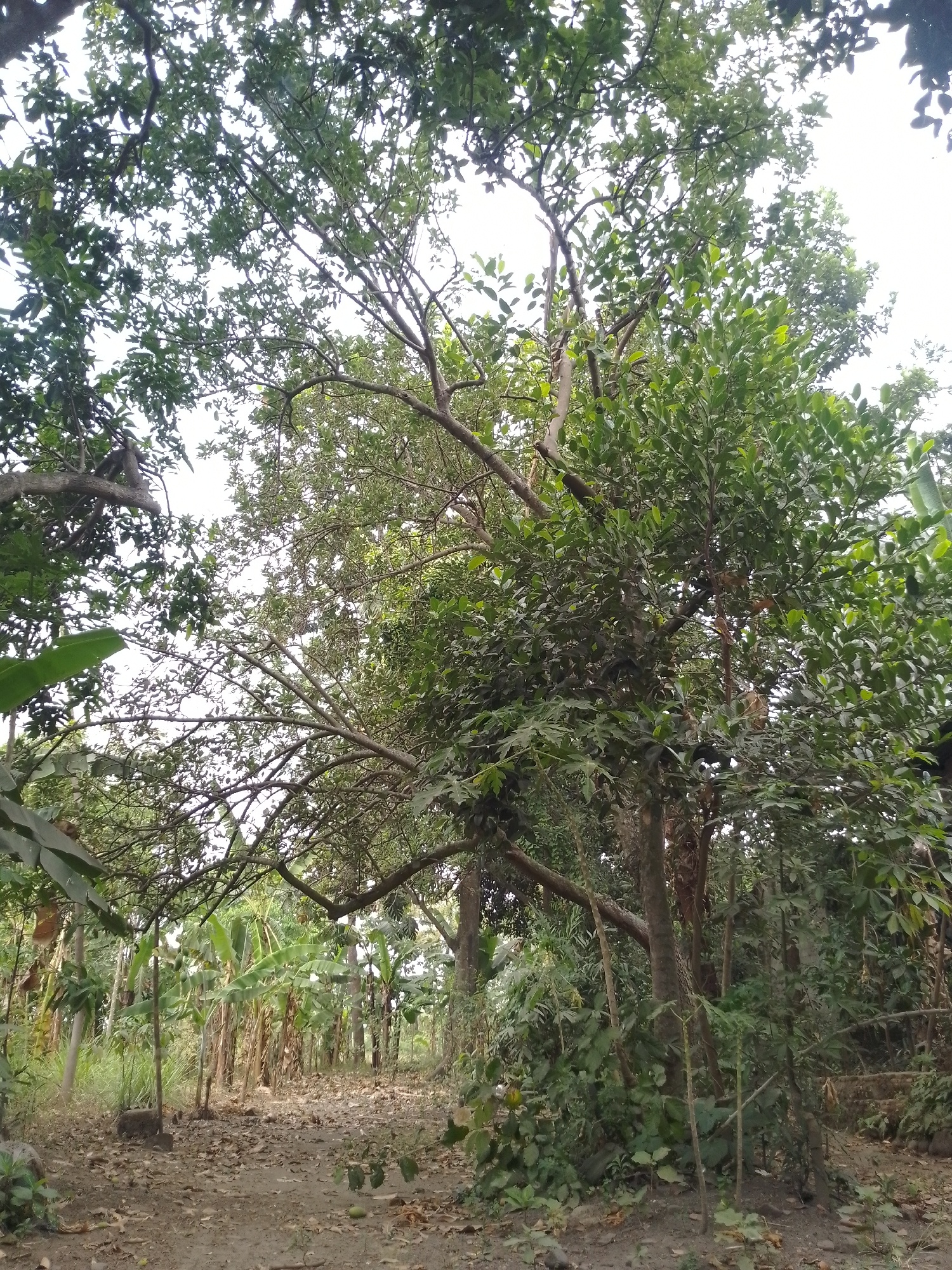 The image depicts a dirt path winding through a dense, green tropical environment, likely in Kauman, Indonesia. The path is partially obscured by fallen leaves and branches, suggesting a natural, uncultivated setting. On either side of the path, various types of vegetation thrive, including large trees with spreading branches and lush foliage, as well as smaller plants and what appear to be banana trees. The sunlight filters through the canopy, creating dappled light and shadow patterns on the ground. The overall impression is one of a secluded, overgrown pathway in a rural or semi-rural area.