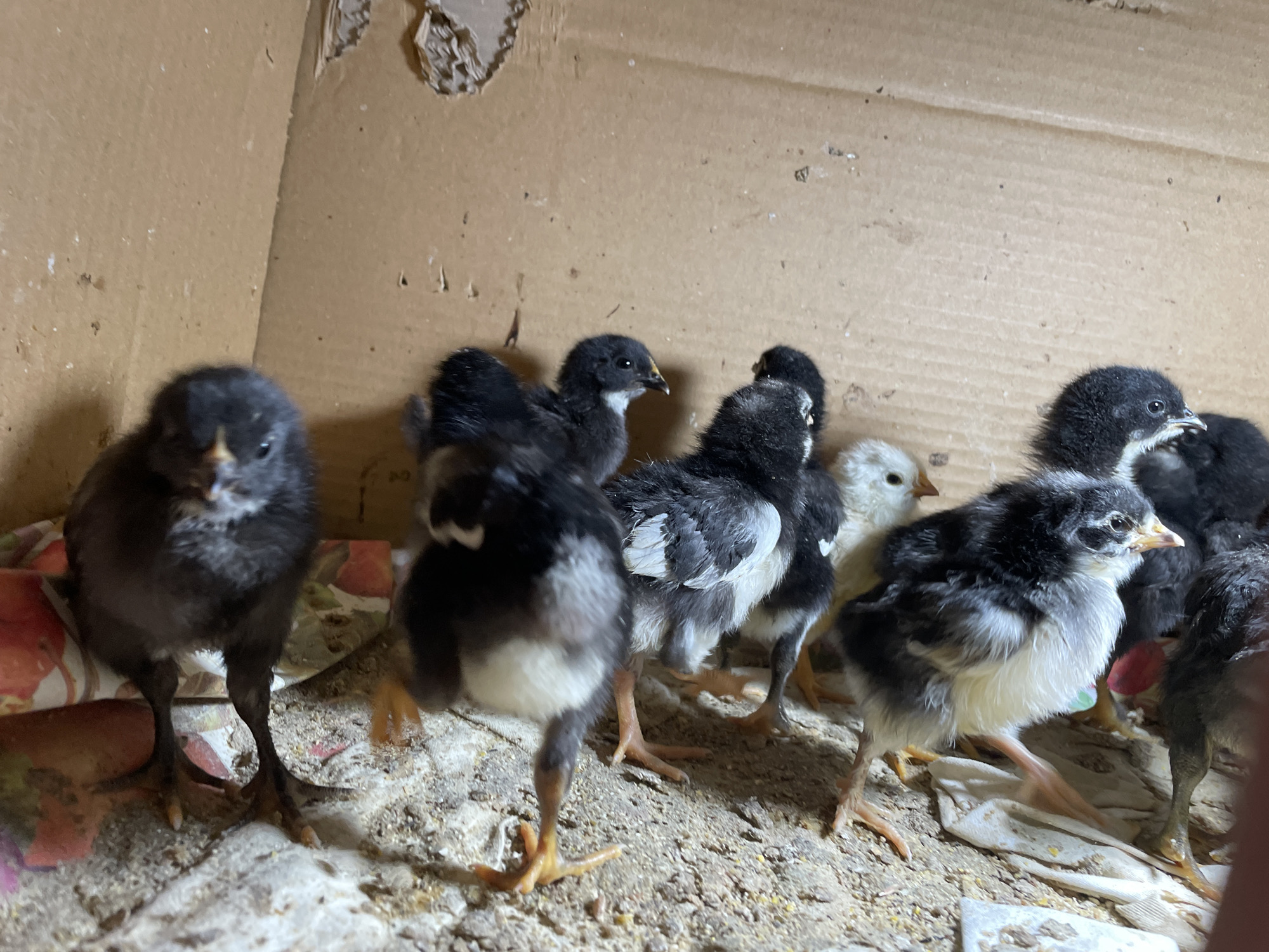 A group of approximately ten chicks are huddled in a cardboard enclosure. The chicks vary in color, with some being predominantly black and others having black and white markings. Their legs and feet are a bright orange. The enclosure appears to be lined with sawdust or wood shavings. The background is the rough, corrugated cardboard of the enclosure, with some stains and possibly dried debris. There are no people visible in the image, and the scene is indoors. The chicks are not interacting with each other in any significant way, mostly appearing to be resting or observing their surroundings. The lighting suggests an indoor environment, possibly a home or farm. There is no indication of the location within the city of Zlatograd, Bulgaria.