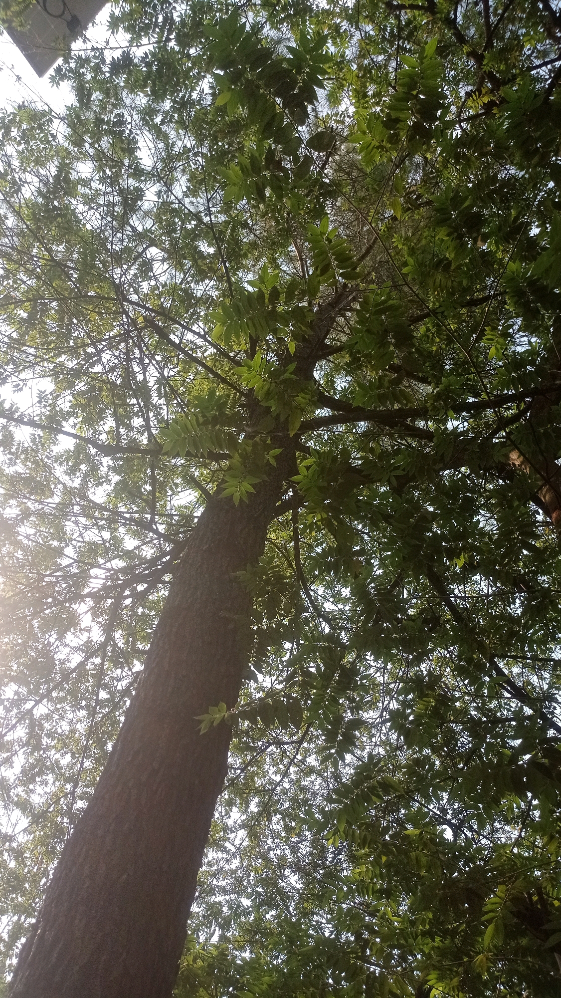 The image is a low-angle shot looking up at a large tree with a thick, dark brown trunk and dense green foliage. The sun is visible in the upper left corner, casting a bright glow and lens flare through the leaves. The tree appears to be located outdoors, with a bright sky visible through the canopy. There are no people or other objects immediately apparent in the scene. Based on the visual context, it is difficult to pinpoint the exact location within Mulyoagung, Indonesia, but it is likely a park, garden, or natural area within the city.