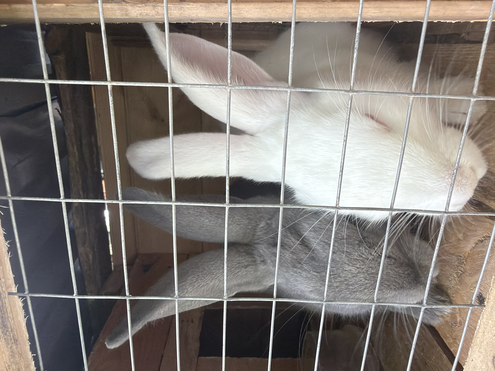 Two rabbits are captured resting within a wire mesh cage, framed by wooden structures. The upper part of the image features a white rabbit, lying down with its head tilted slightly right, revealing its pink-lined ear and closed or nearly closed eyes, indicative of sleep or deep rest. Its fur appears thick and soft. Below and partially beneath the white rabbit, a grey rabbit is also visible, lying down with its head angled towards the bottom right of the frame. Its whiskers are prominent, and its fur is a uniform shade of grey.
The rabbits are enclosed within a cage made of interwoven metal wires and robust wooden planks, which form the structural elements of the enclosure. The wire mesh creates a grid pattern across the entire image. The background behind the rabbits and within the cage appears dark and indistinct, suggesting an interior or deeply shaded environment. There are no discernible details regarding the time of day or external weather conditions. The overall mood conveyed by the resting animals is one of calm and tranquility. No visible text is present in the image. This scene is set in Vozhoiskii, Russia.