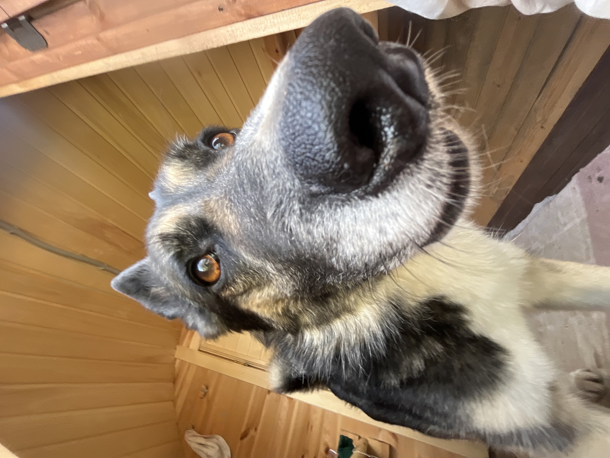 An extreme close-up, low-angle shot captures a dog's face and chest from an upward perspective, with the dog's nose filling the foreground. The dog has a black nose with visible texture and long white whiskers. Its eyes are a rich amber color. The dog's fur is a mix of black, grey, and tan, with some white fur on its chest. The background consists of wooden planks, suggesting an interior or sheltered outdoor space, possibly a wooden structure or a covered porch. The lighting is warm and natural. There is no indication of Nizhny Tagil, Russia, in the image itself.