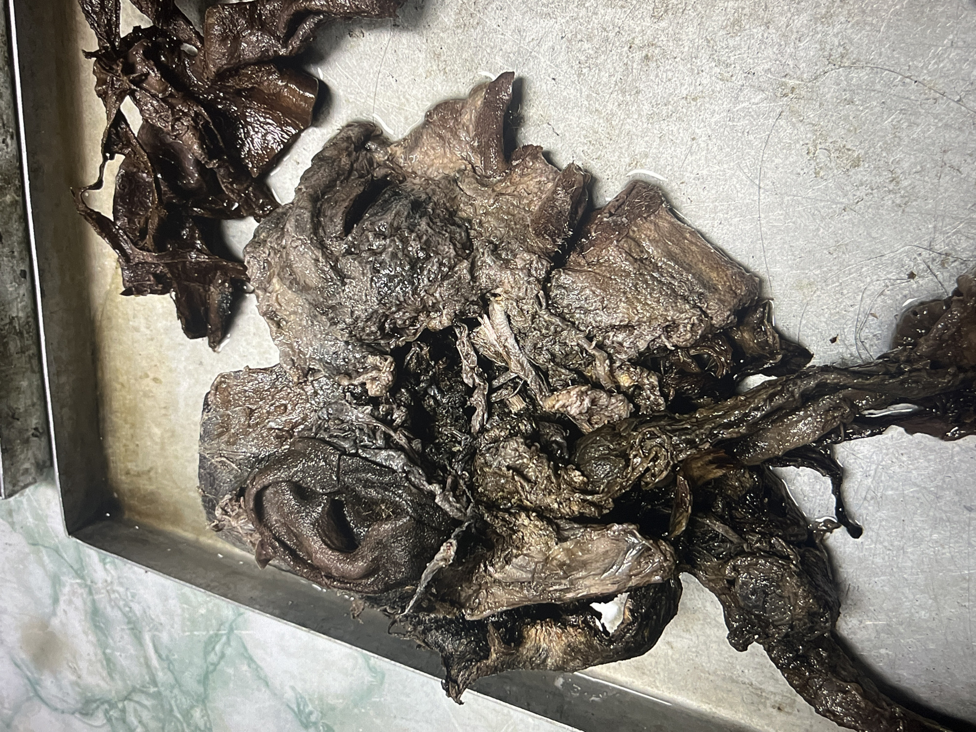 The image shows dissected organs in a metal tray, likely a forensic setting. The organs appear dark and possibly decomposed. The tray is on a surface with a greenish marble-like pattern.
Location: Unknown, Unknown.
Description: Dissected organs on a metal tray, forensic environment.