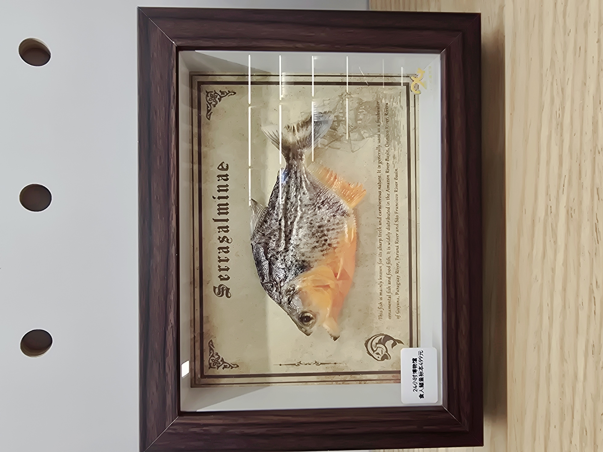 The image shows a framed specimen of a fish, identified by the text on the display as *Serrasalminae*. The specimen is positioned centrally within a dark brown, wooden frame. The background behind the fish is a parchment-like paper with decorative borders and text. Below the fish, there is a small white sticker with Chinese characters that appear to be a shop name and price. The overall scene is a close-up of the framed fish specimen, likely displayed indoors. There is no visible indication of the specific location in Gongshu District, China.