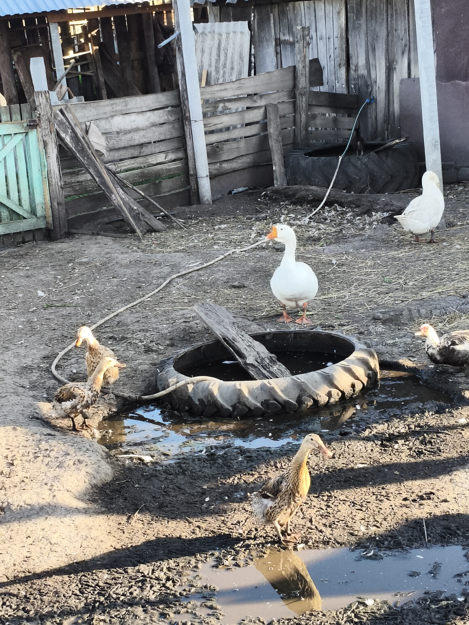 A rural scene in Ilmino, Russia, depicts several ducks and geese gathered around a makeshift water trough, a large repurposed tire filled with water. A white goose stands prominently near the trough, while other ducks, some with brown and white speckled plumage, are scattered around the muddy ground. In the background, a rustic wooden fence and outbuilding suggest a farm or homestead setting. The ground is uneven and muddy, with puddles reflecting the sunlight. A rope is visible trailing across the ground.