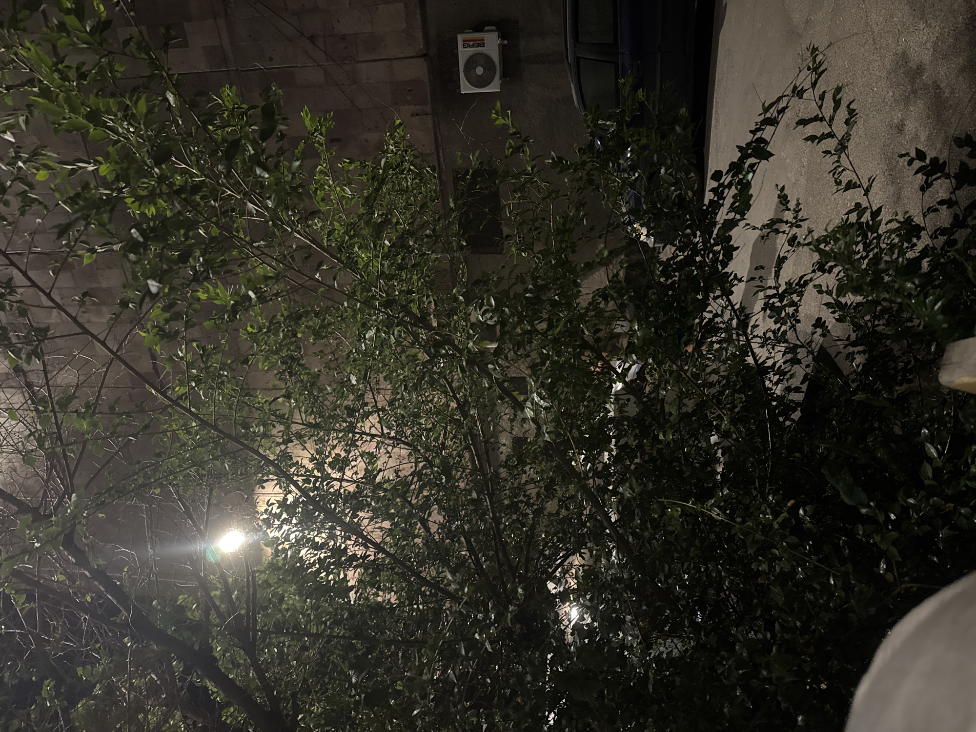 The image depicts an outdoor scene at night in Yerevan, Armenia. The foreground is dominated by trees with dense foliage, obscuring the view of the background. A street light shines through the branches of the trees. In the background, a building with an air conditioning unit mounted on the wall is partially visible. To the right, a concrete wall is illuminated by an unseen light source. A dark, possibly metallic object, perhaps a vehicle, is present next to the building. The overall setting suggests an urban environment.