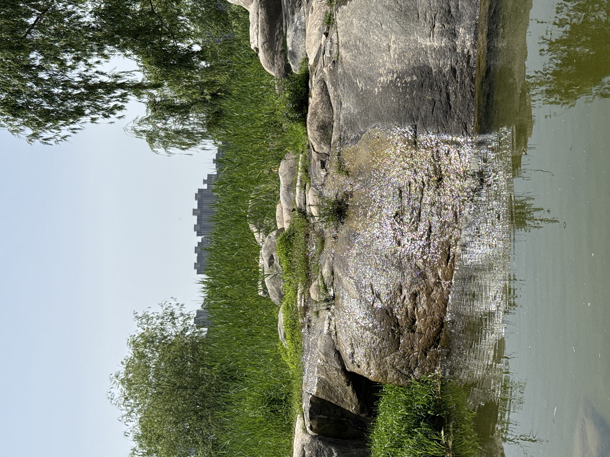 This outdoor shot features a waterside scene, possibly within a park. Large rocks form a barrier between a body of water and a stretch of tall grass. The water reflects light, giving it a shimmering appearance. Buildings can be seen in the background through the grass and trees. The location is likely within Yanta District, China. The image is rotated 90 degrees clockwise.