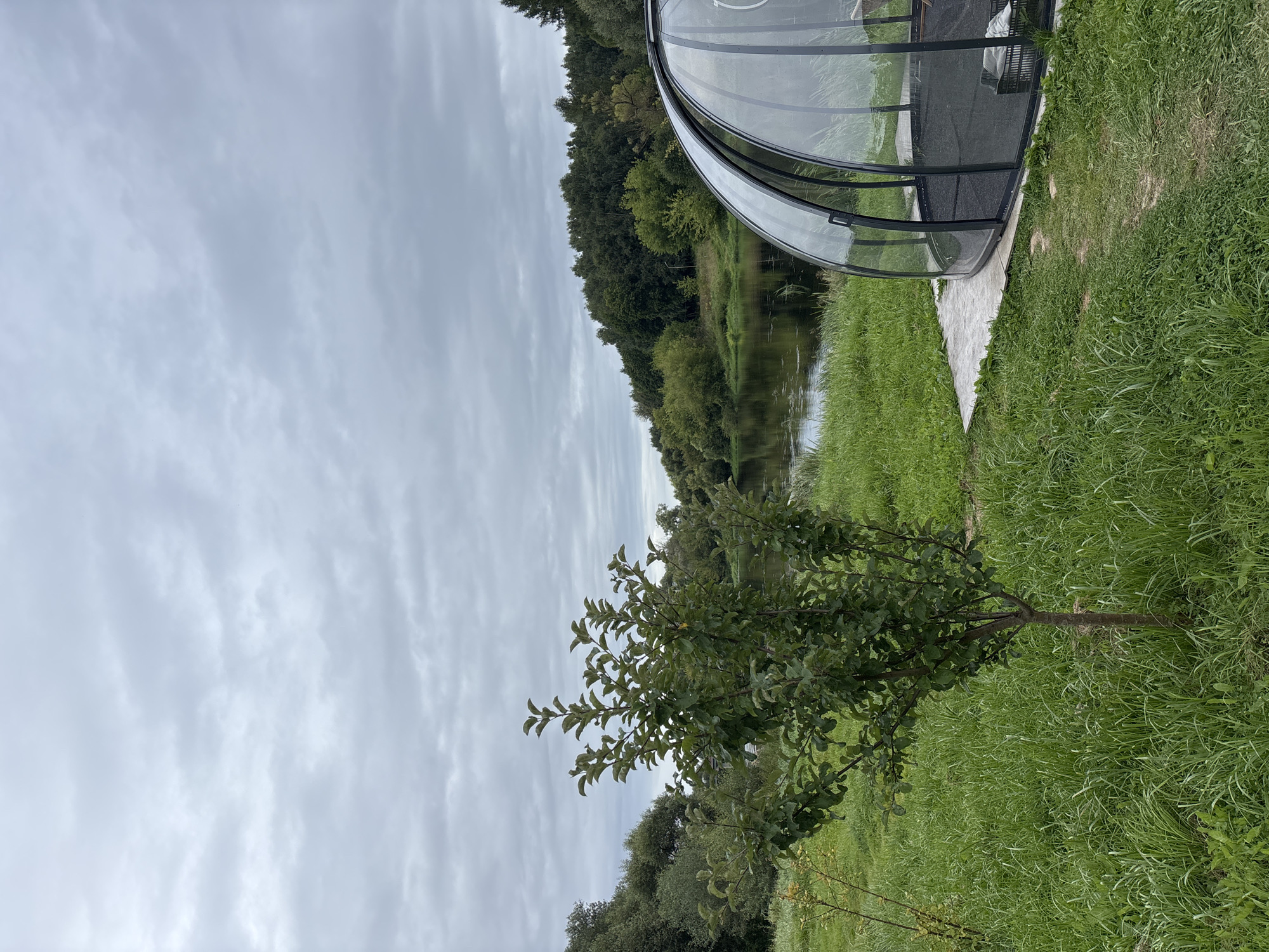 The image depicts an outdoor scene with a body of water in the background, likely a river, bordered by dense green trees. In the foreground, there is a small, leafy tree to the left and a modern, translucent geodesic dome structure to the right. The ground is covered with lush green grass. The sky is overcast with gray clouds. The scene appears to be in a natural, possibly rural setting, and given the context of Zvenigorod, Russia, it could be a park or a backyard with a view of the river. There are no people visible in the image.