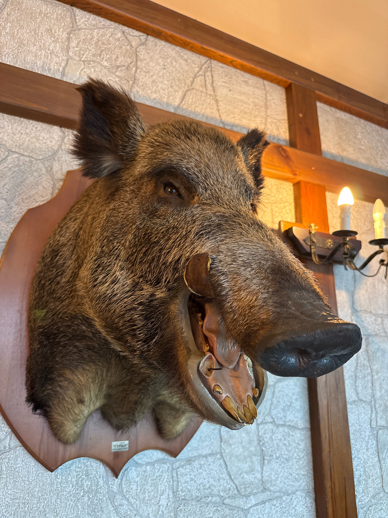 A taxidermied wild boar head is mounted on a wooden plaque and displayed on a stone-patterned wall in Успенское, Russia. The boar's mouth is open, revealing its teeth and tusks. A two-bulb candelabra is mounted on the wall behind the boar's head, and a wooden beam runs horizontally across the top of the image. The lighting suggests an indoor setting, likely a home or establishment.