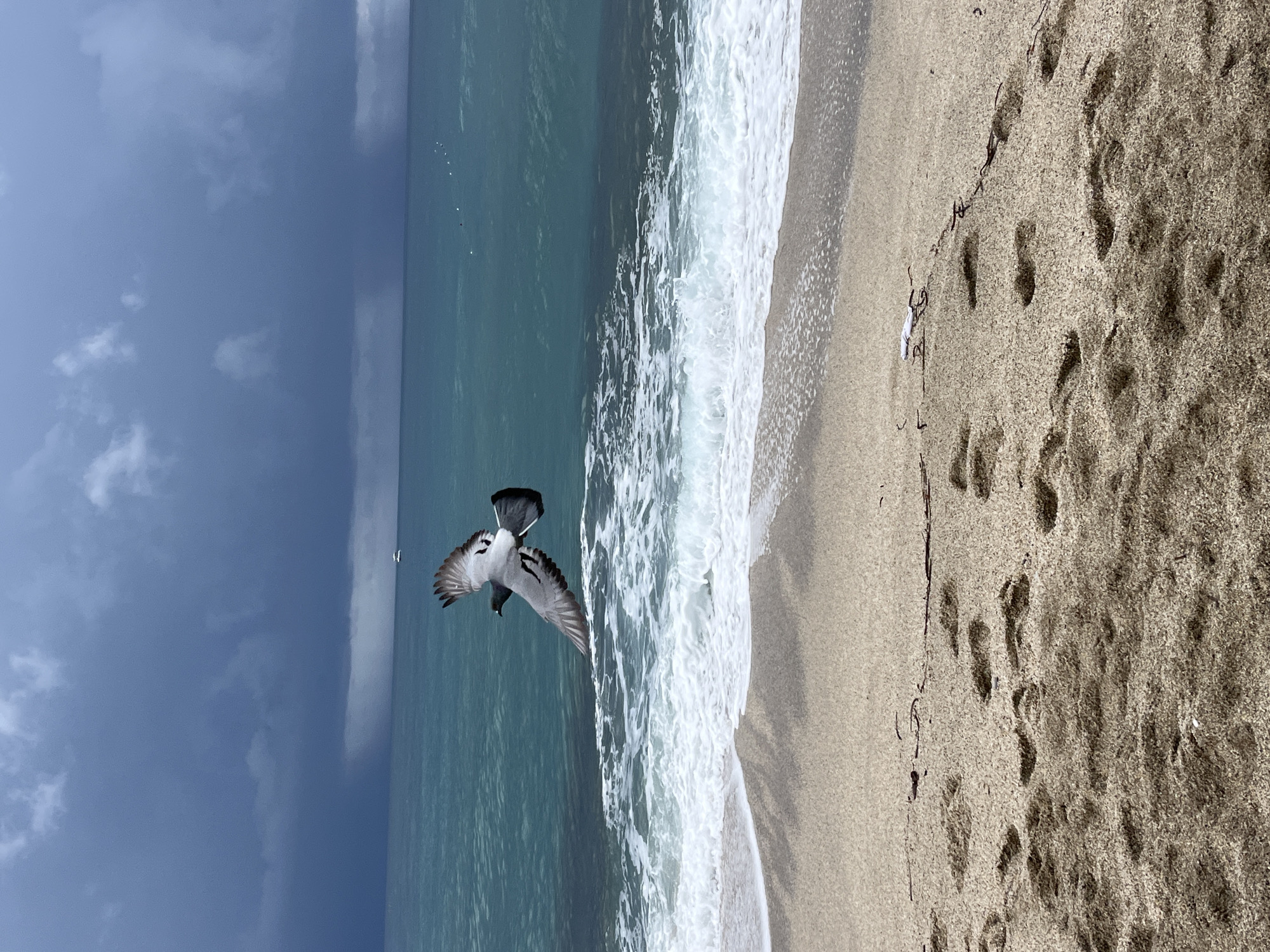A pigeon is in flight over a beach in Alanya, Turkey. The sky is overcast with dark clouds looming in the distance. The waves crash onto the shore. Footprints cover the sand.