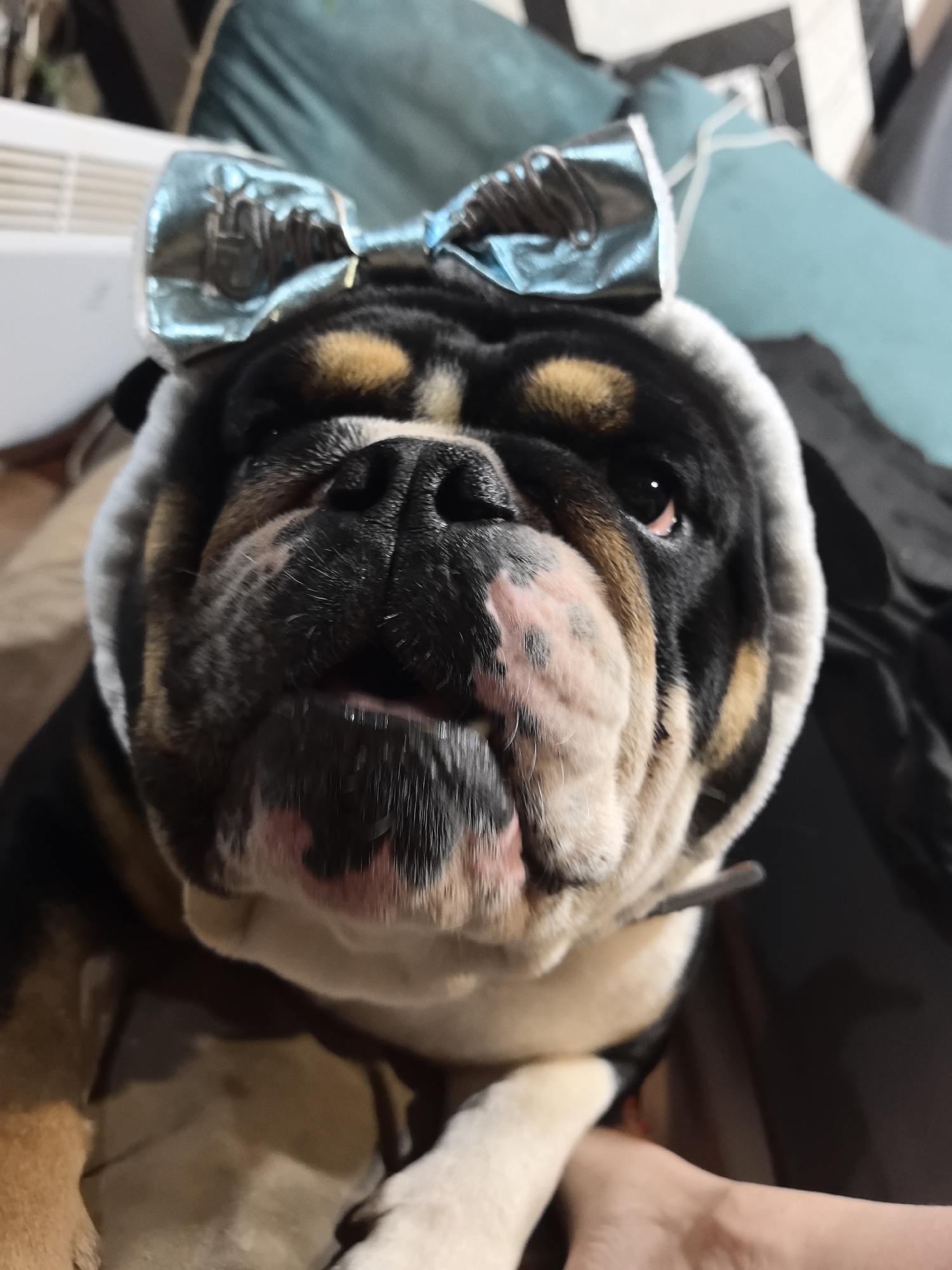 A bulldog, likely an English Bulldog, is captured in a close-up portrait, looking directly at the camera. The dog features a black, tan, and white fur pattern, characteristic facial wrinkles, and a dark snout. A light blue, shiny bow is prominently displayed on top of its head, appearing to be part of a white, soft headpiece that frames its face. Its dark eyes are open wide, fixed on the viewer.
A human hand is partially visible in the bottom right of the frame, interacting with the dog, possibly petting or holding it. The background is softly blurred, suggesting an indoor setting. Visible elements in the background include a white object resembling a radiator or air conditioner on the left, and teal-colored fabric or cushions on the right. Other indistinct dark and light patterns indicate a home environment.
No text is visible within the image. The time of day and weather conditions are not discernible from the indoor setting. The dog's expression appears calm and somewhat curious, possibly enduring its decorative headwear with patience. The provided context indicates the location is Noviy, Russia.