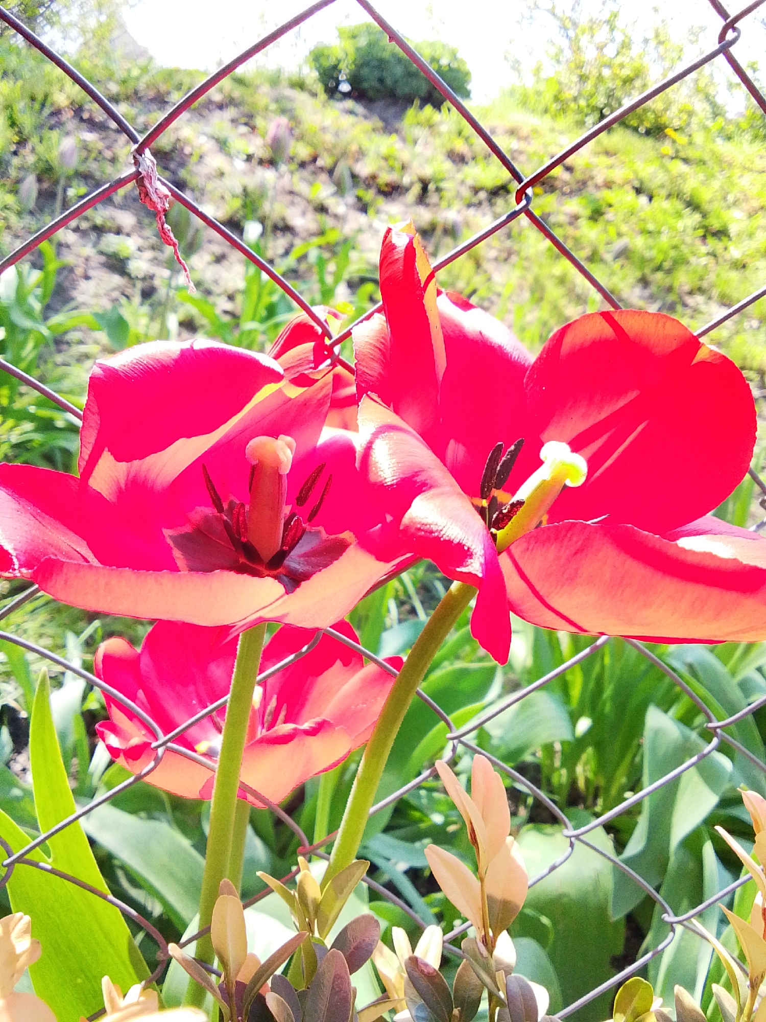 The image depicts a close-up of several red tulips in a garden, with a wire fence partially obscuring the view. The tulips are in full bloom, with their petals spread open, revealing the pistils and stamens. Green stems and leaves of the tulips are visible, along with some other green plants. The background behind the fence shows a grassy hill. A piece of red string or fabric is caught on the fence near the top left of the frame.