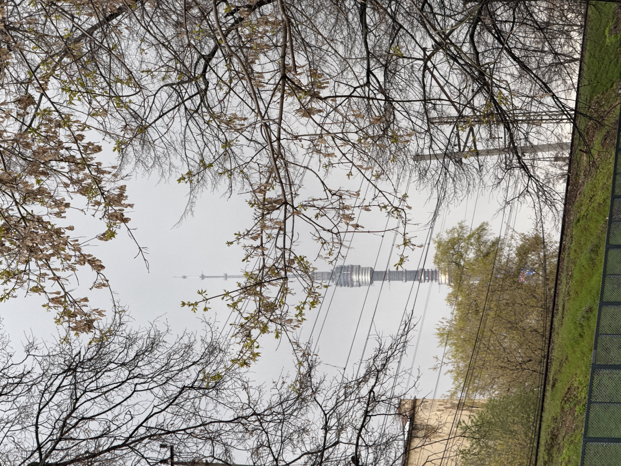 The image depicts a tall, distinct tower, likely the Ostankino Tower, rising against a pale, overcast sky, framed by a dense network of tree branches. Located in Khimki, Russia, the scene suggests an early spring day.
In the foreground, numerous bare tree branches crisscross the upper and left portions of the frame. Many of these branches are just beginning to bud, showing small, fresh green leaves, while others still bear clusters of light brown, dried seed pods, characteristic of a maple tree.
The prominent tower, with its segmented structure and antennae, stands in the mid-ground, partially obscured by several power lines that run diagonally across the frame. To the right, a vibrant strip of green grass is visible, bordered by a dark, grid-like fence or barrier. Further back on the right, a line of trees with more developed foliage can be seen. A light-colored building or wall is partially visible in the lower right.
The overall atmosphere is quiet and still, indicative of a daytime scene under an overcast or hazy sky, with no direct sunlight. There are no people or specific activities taking place. No text is visible in the image. The combination of bare branches and new growth clearly marks the season as early spring.