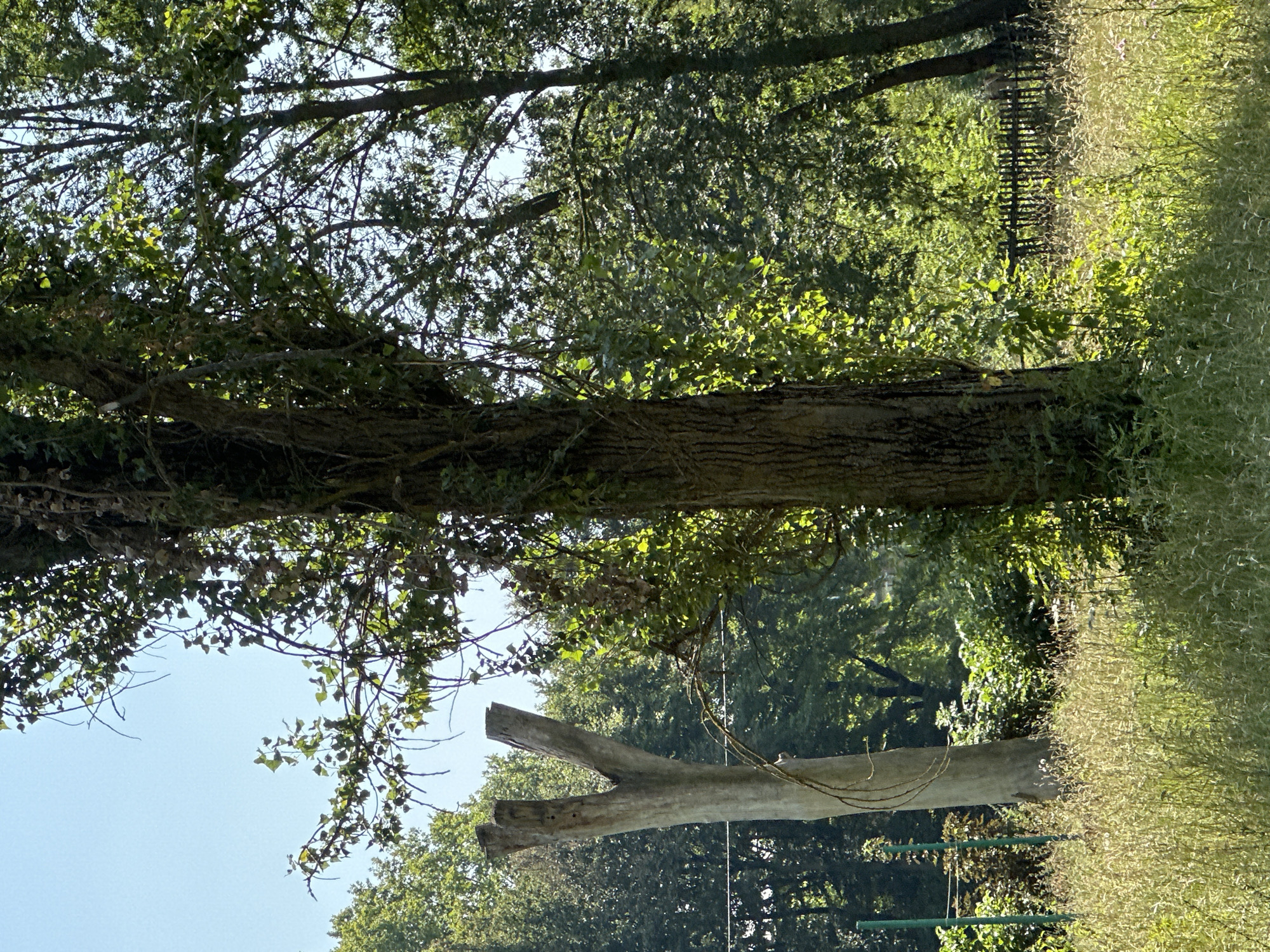 The image depicts a natural scene with several trees, dense foliage, and tall grass. In the foreground, a large tree trunk with rough bark stands prominently, partially covered in ivy. To the left of this tree, a lighter-colored, weathered tree stump with a distinct Y-shaped split is visible. The background is filled with more trees and greenery, suggesting a wooded or park-like environment. A dark, rustic wooden fence runs horizontally across the middle ground. The overall impression is one of an overgrown, somewhat wild area bathed in sunlight, with patches of both deep shadow and bright illumination. The scene is likely outdoors, possibly in a rural or suburban area, given the presence of the fence and the wilder vegetation. There are no visible people or animals in the frame. The sky above is a clear, pale blue. This scene appears to be located in or around the city of Makiv, Ukraine.