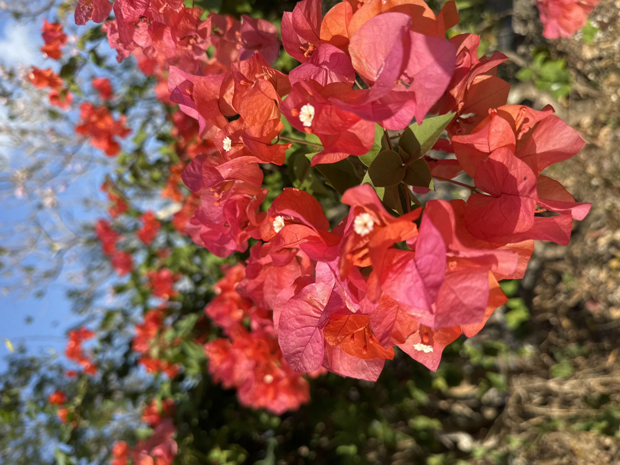 A close-up, eye-level shot captures a cluster of bright pink and red bougainvillea flowers in full bloom against a blurred background of green foliage and a bright blue sky. The flowers, with their delicate, papery petals, are the main subject, filling the majority of the frame. Tiny white stamen are visible at the center of some of the blooms. The lighting suggests it is daytime, with sunlight illuminating the petals and casting subtle shadows. The overall impression is one of vibrant natural beauty. The location is Kuta Selatan, Indonesia.