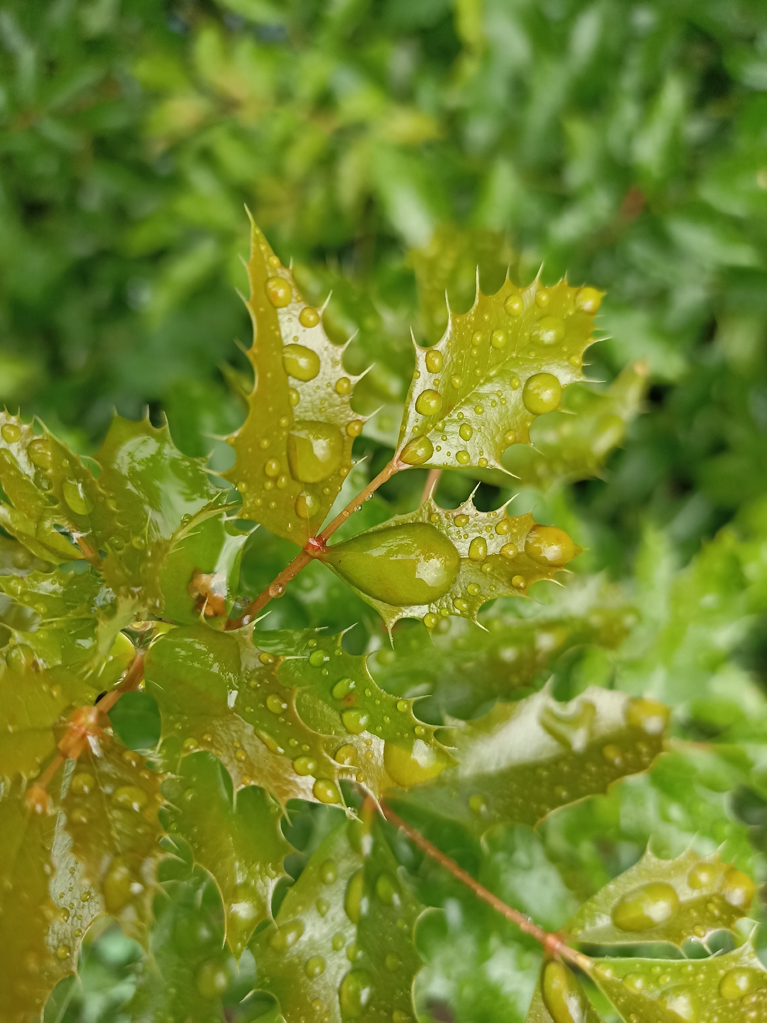 The image is a close-up shot of a plant with spiky, serrated green leaves covered in water droplets. The leaves are a vibrant green, with some appearing lighter green or yellowish. The water droplets are of various sizes, some forming large, elongated shapes, and others appearing as small beads scattered across the leaf surfaces. The background is a blur of more green foliage, suggesting an outdoor environment. The focus is sharp on the leaves in the foreground, highlighting the texture and the glistening effect of the water. There is no indication of the city of Mochische, Russia, or any people in this image.