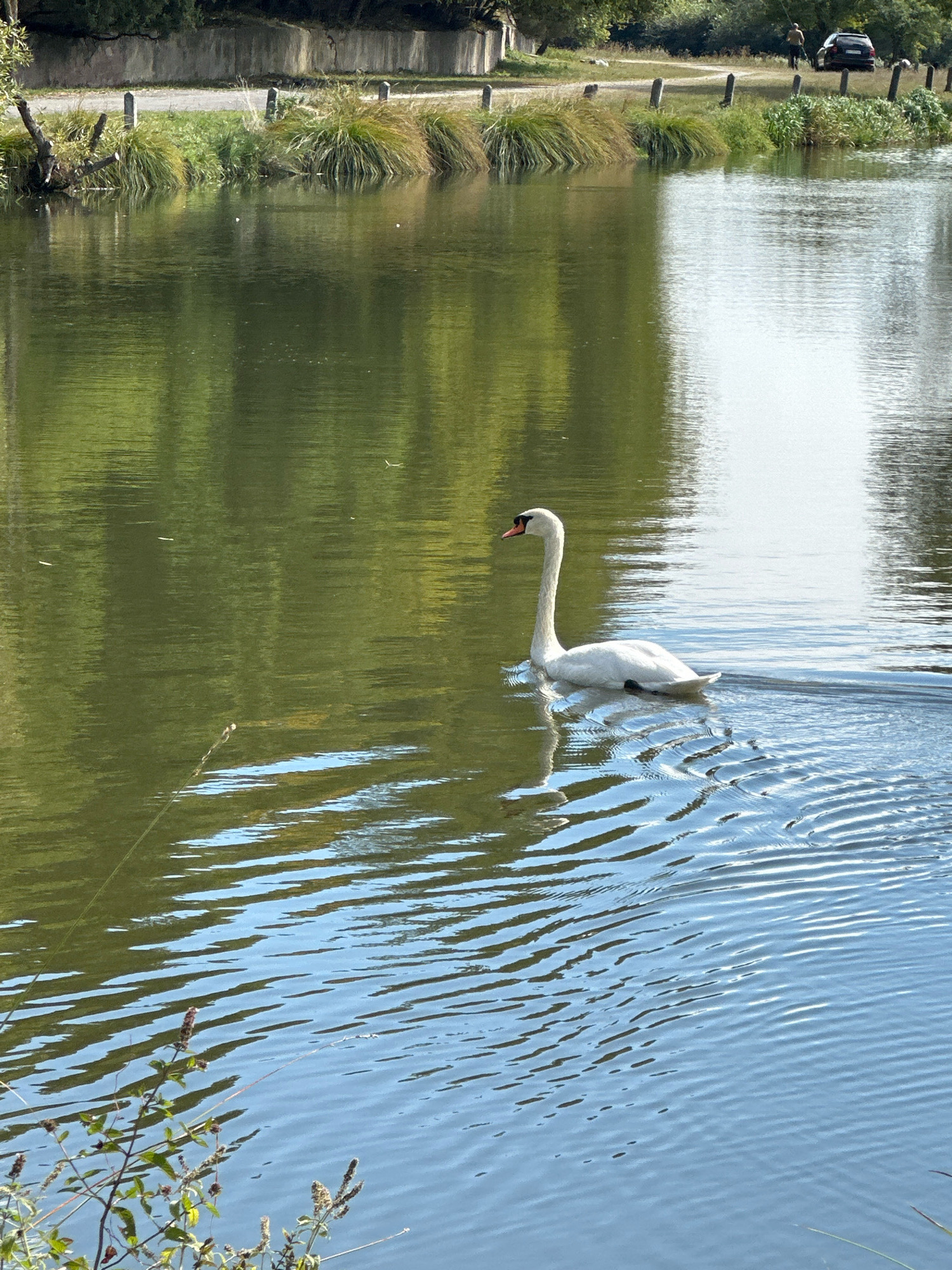A white swan swims on a body of water reflecting green trees and a light blue sky. The swan is in the center-right of the frame, facing left, leaving a wake behind it. In the background, a dirt path runs along the edge of the water, with sparse grass and trees. A black car and two people are visible on the path in the far background, suggesting a park or recreational area. The scene appears to be outdoors in a rural or semi-rural setting, possibly near Makiv, Ukraine, given the context. The lighting suggests it is daytime with clear weather.