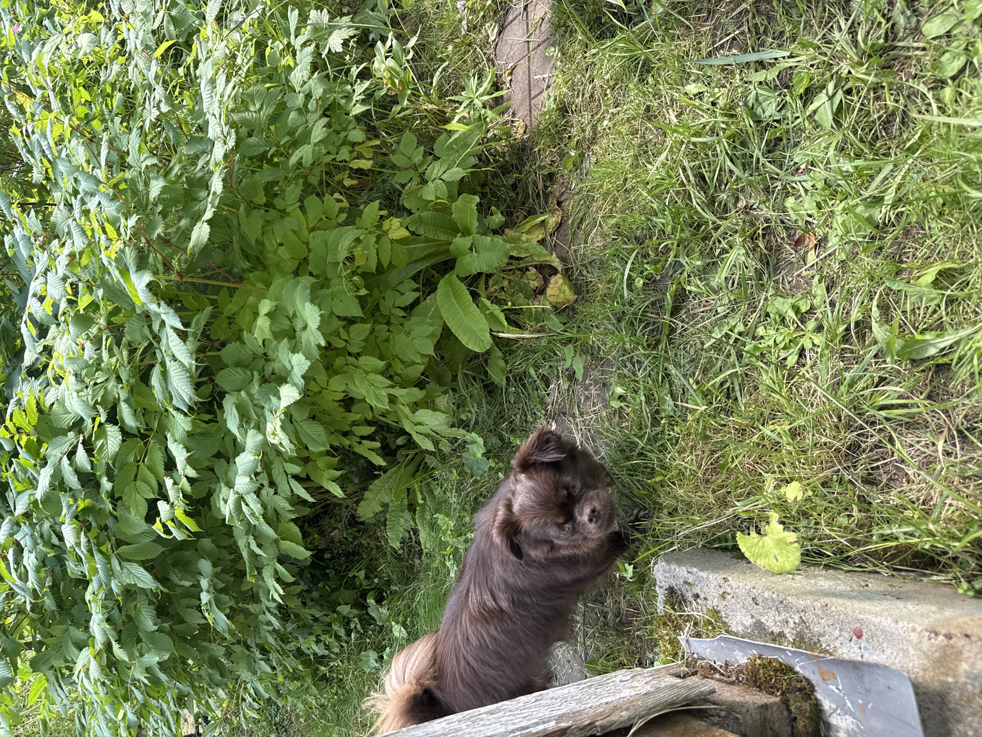 In an outdoor setting, possibly within the SNT Krasnaya Presnya, Russia, a small, dark brown dog with fluffy fur is the central subject. The dog is positioned in the mid-ground, facing towards the right of the frame, with its head slightly lowered. Its tail is held high and curved. To the left of the dog, a weathered wooden structure and a concrete curb are visible, partially obscuring the dog. The ground is covered in green grass and various plants, including some with large leaves and others with more delicate foliage. In the background, a dense wall of green bushes and trees dominates the scene, with sunlight filtering through the leaves, creating dappled patterns of light and shadow. The overall impression is a natural, somewhat overgrown outdoor environment.