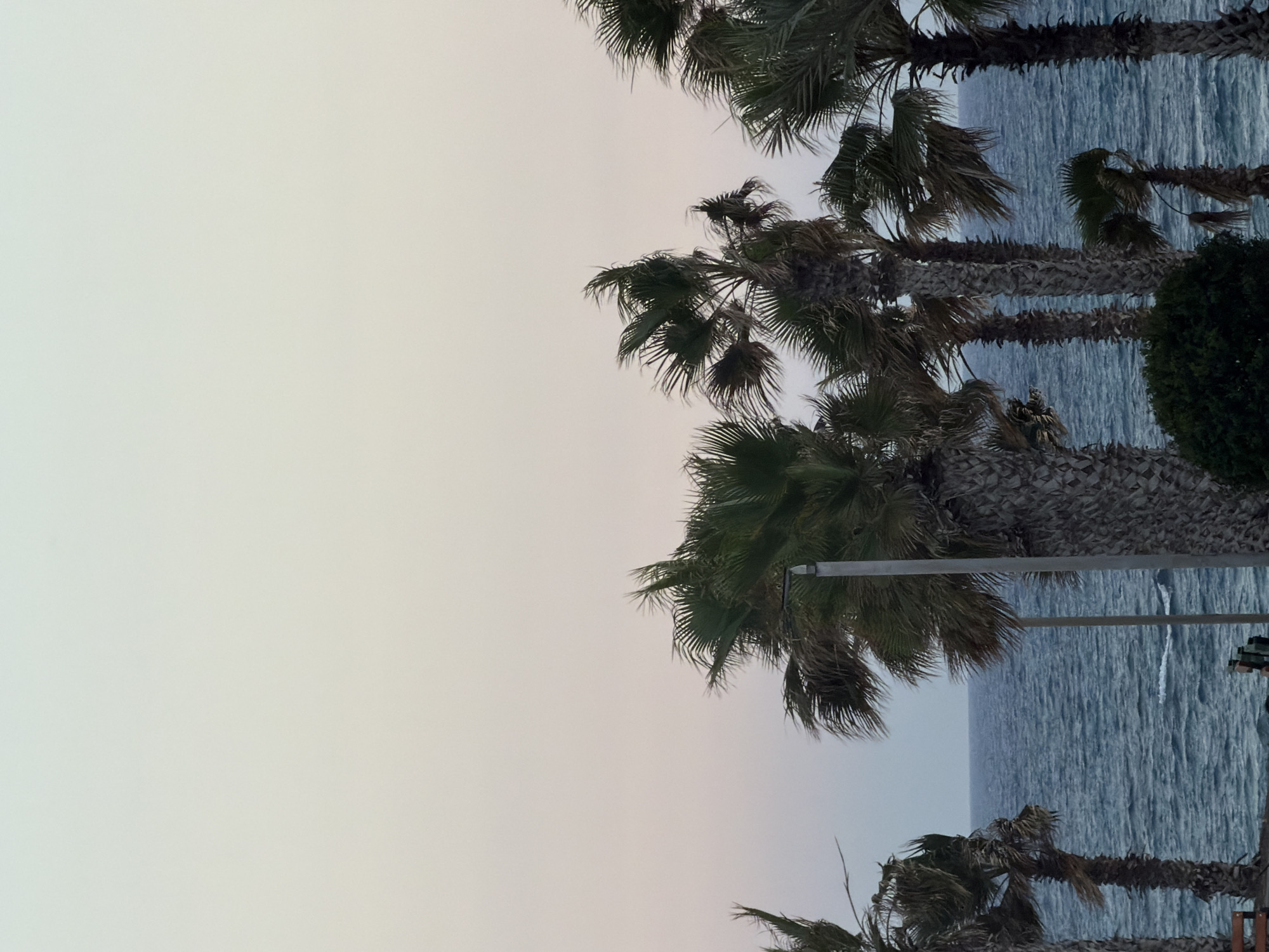 The image depicts a view of the sea from a location in Pervolia, Cyprus, likely a promenade or coastal area. Several palm trees with lush green fronds and rough, textured trunks line the foreground, silhouetted against a pale, gradient sky that transitions from a light cream at the horizon to a soft white at the top of the frame. The ocean is a deep blue, with visible waves creating whitecaps. A light pole is visible among the palm trees, and a hint of green foliage is present at the bottom of the frame. The scene appears tranquil, possibly during twilight or early morning. There are no people or animals visible in the frame.