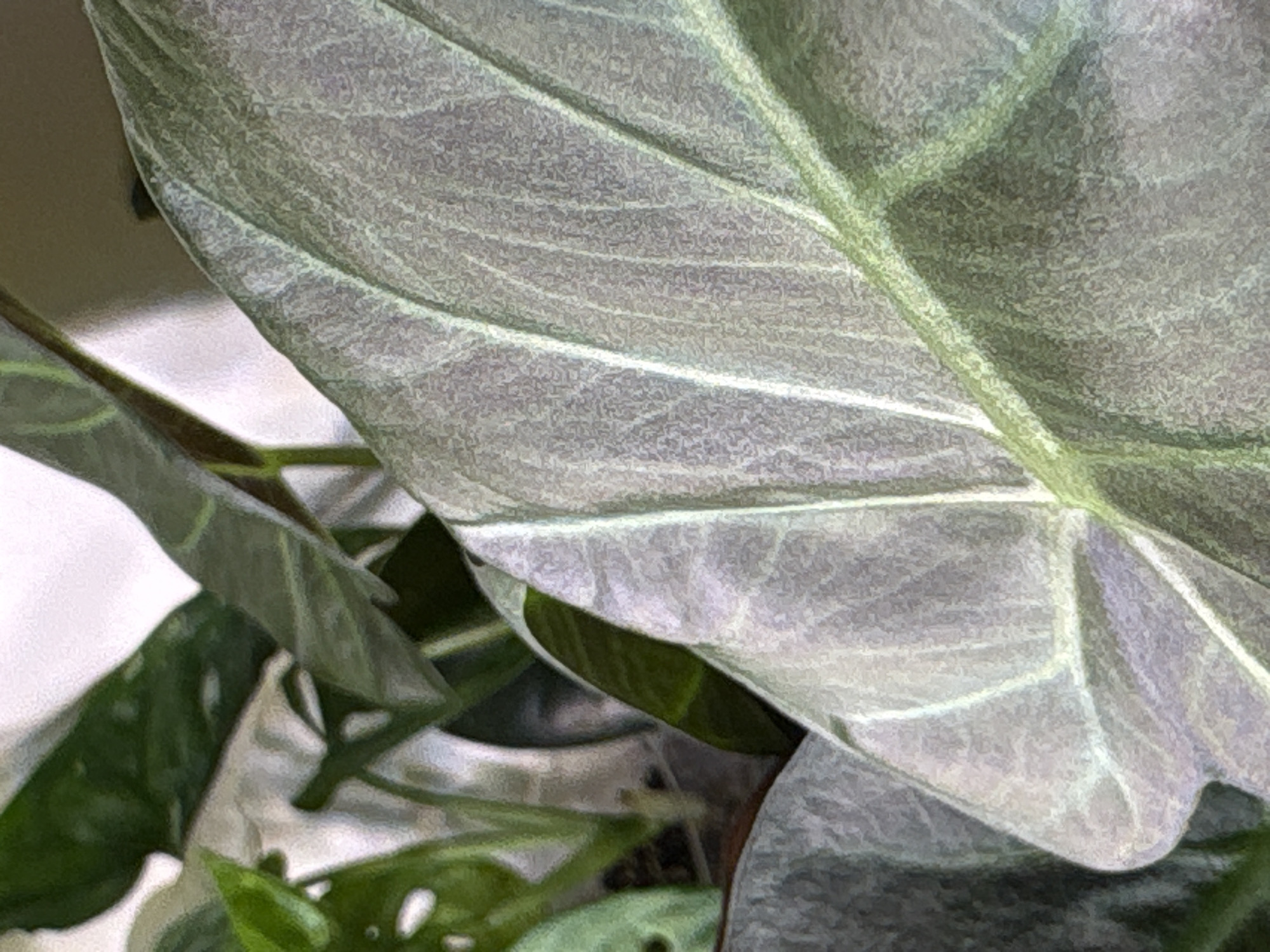 The image shows a close-up of a houseplant with large, textured, gray-green leaves and prominent light green veins. The plant is potted. Other greenery is visible in the background. It is not possible to determine the location of the image as Saint Petersburg, Russia from the given information.