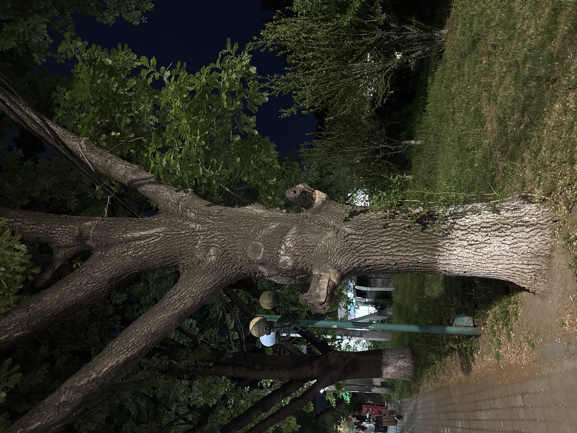 The image depicts a large tree in Yerevan, Armenia, likely at night or dusk. The tree trunk is prominent, with thick branches extending outwards. The bark is textured and appears aged. Some branches have been cut off, leaving visible stumps. The background features other trees and foliage, with glimpses of the night sky above. A lamppost with globe-shaped lights stands near the tree trunk. At the base of the tree, there is a sidewalk, and possibly a grassy area. People are visible in the distance, and a red crate suggests a possible commercial area. The general environment appears to be a park or tree-lined street in an urban setting.