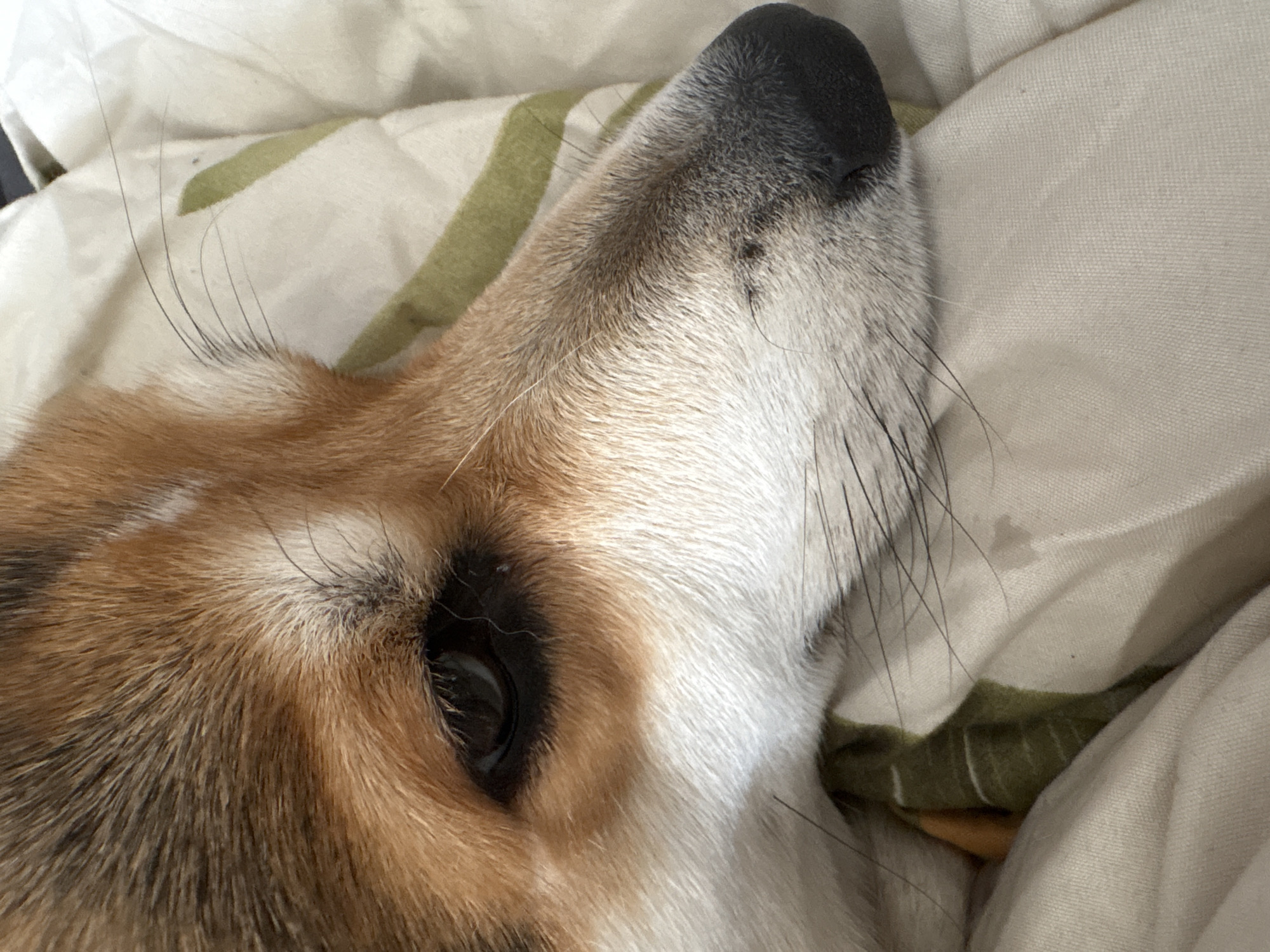 The image shows a close-up of a dog's face resting on a bed. The dog has brown and white fur, a black nose, and dark eyes. The bed has a white and green patterned sheet. No information about the location of the image in Izhevsk, Russia is provided.