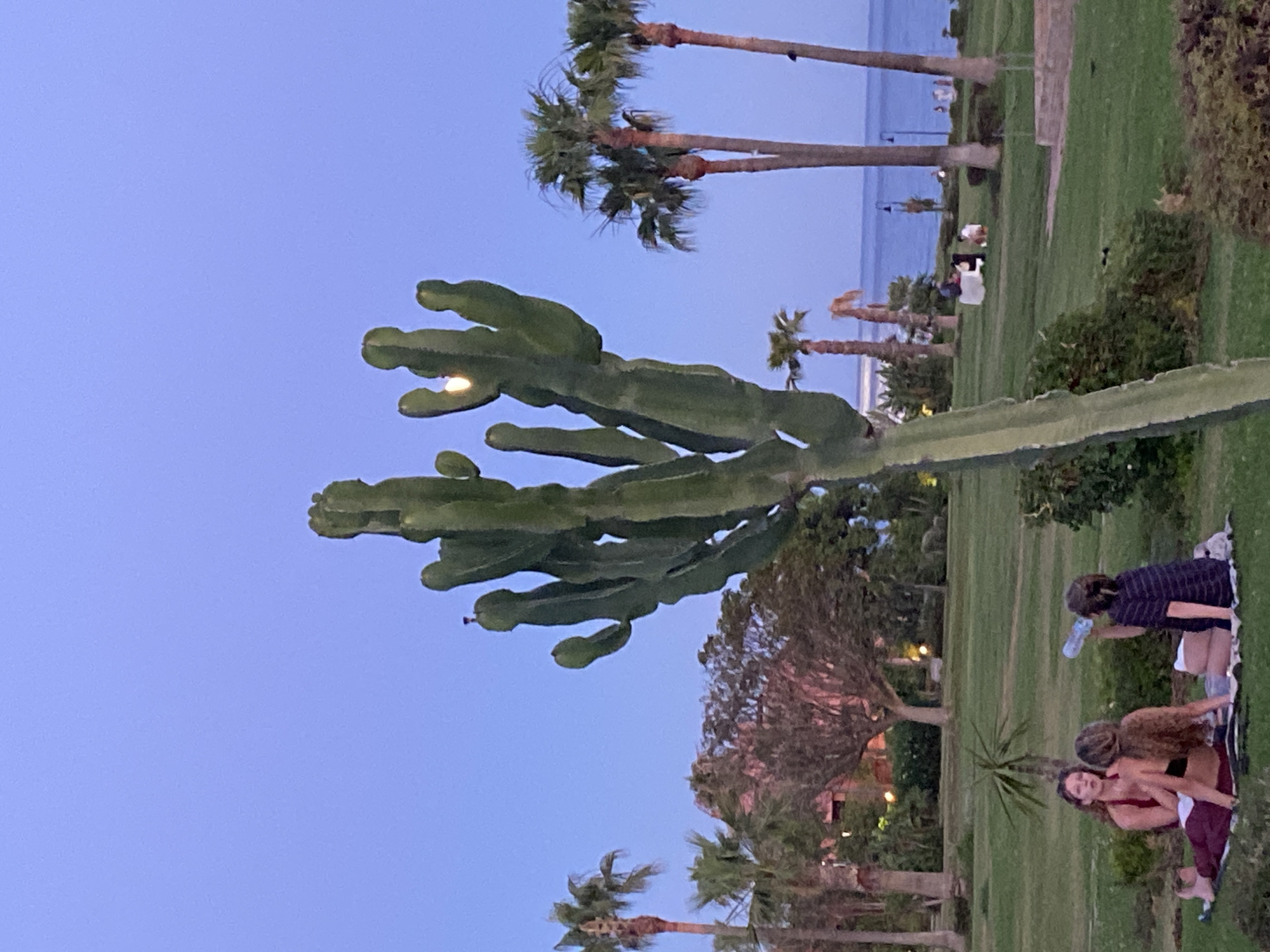 In Estepona, Spain, at dusk, a tall, multi-armed Saguaro-like cactus stands prominently in the foreground of a well-maintained grassy park. The sky is a deep, clear blue. In the mid-ground, three young women are seated on a blanket on the grass. One woman, facing away from the camera, is drinking from a water bottle. Another woman, facing left, is speaking. The third woman, also facing away, is reclining. Further in the background, palm trees dot the landscape, with a few people visible walking and sitting in the distance near the coastline. The sea is visible behind the park, and the overall scene suggests a peaceful evening ambiance.