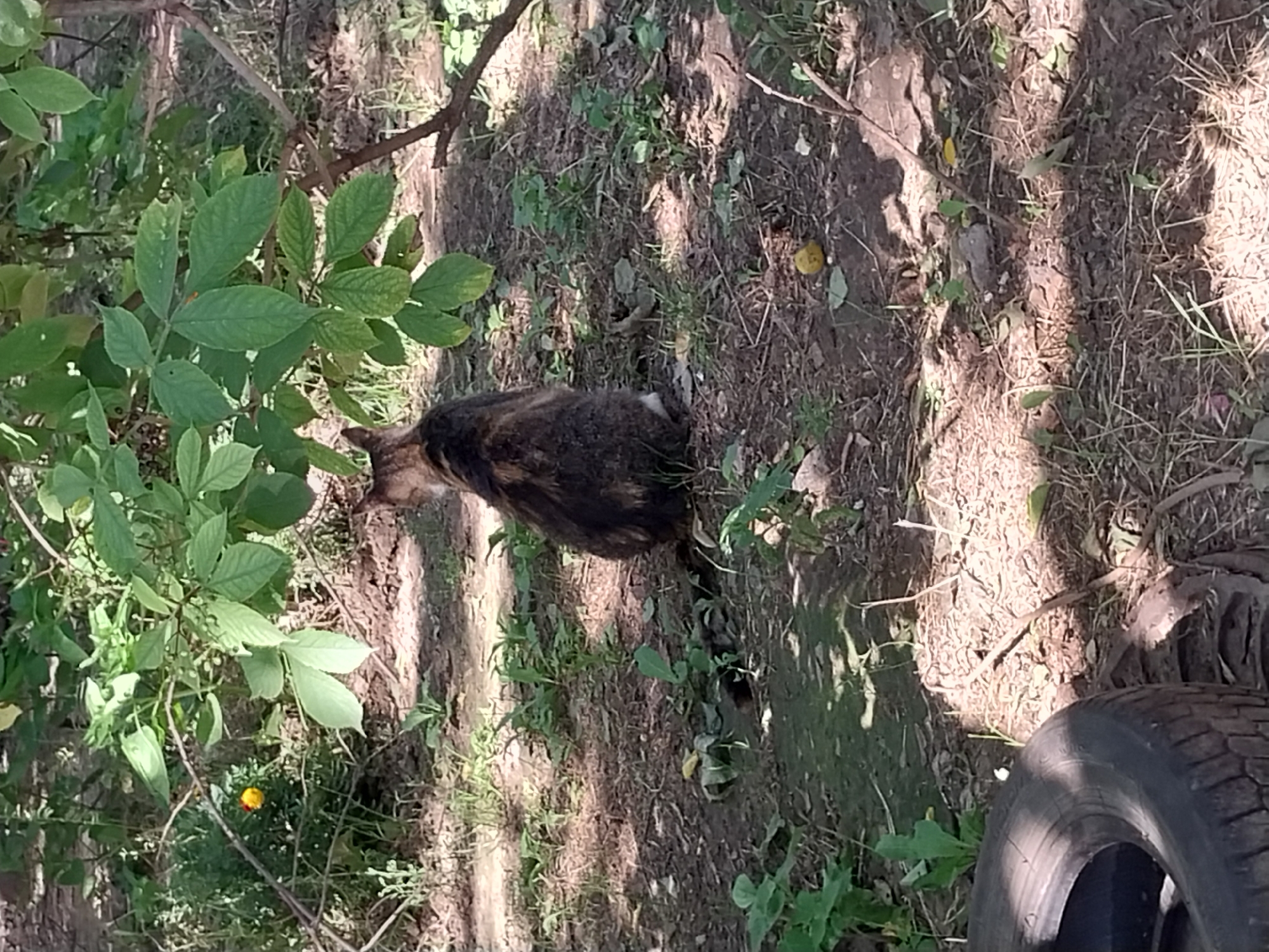 The image depicts an outdoor scene with a cat sitting on the ground, facing away from the camera. The cat is predominantly brown and black with some lighter markings. It is positioned under the dappled shade of green foliage from a tree or bush. The ground is covered with dry leaves, soil, and sparse green vegetation. In the lower left corner, a black tire is partially visible. In the background, a single yellow flower is visible among the green leaves. The overall environment appears to be a natural or semi-natural area, possibly a park or a backyard, within the city of Dnipro, Ukraine. No people are present in the image, and there are no explicit indicators of human activity other than the presence of the discarded tire.