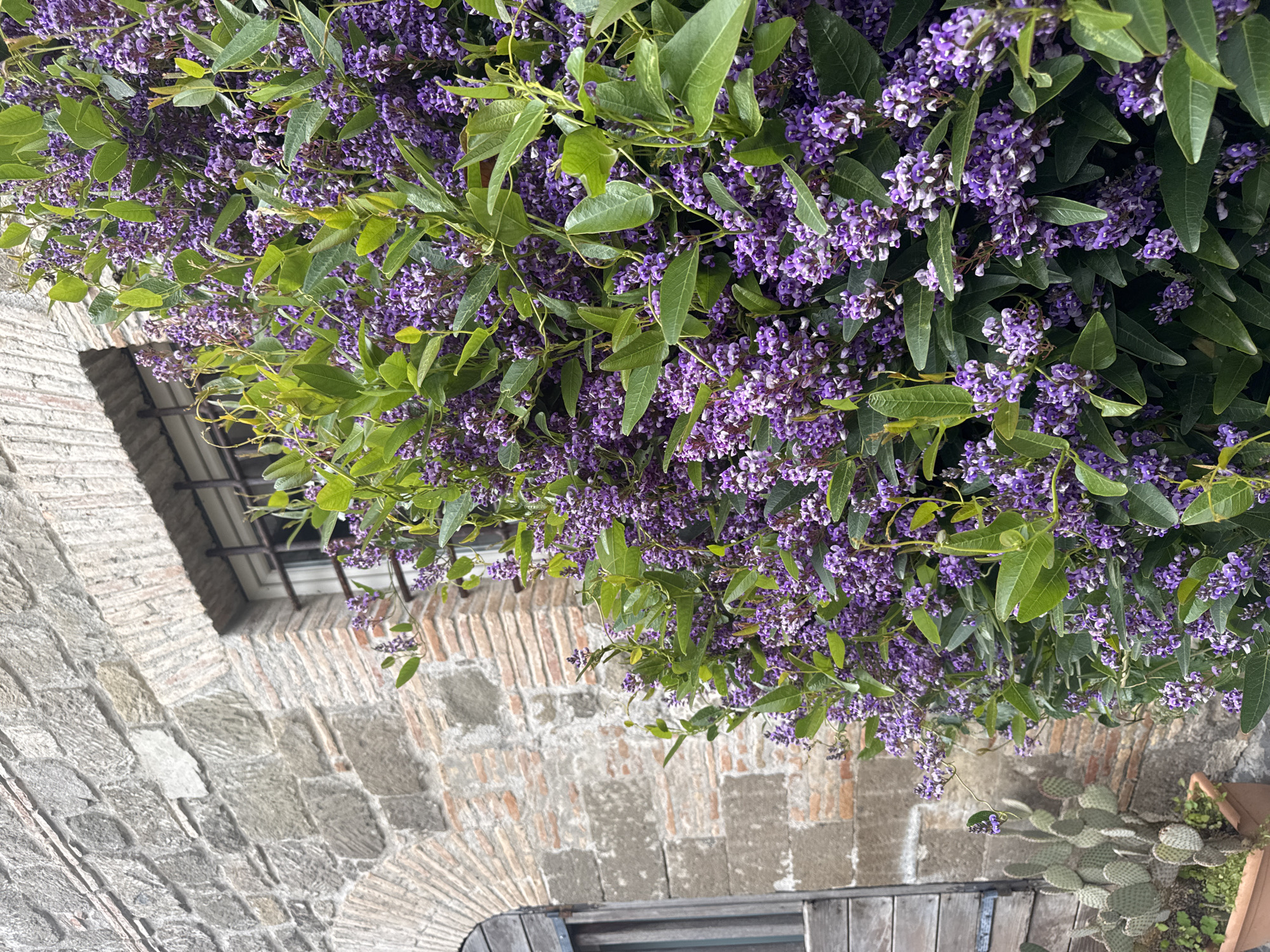 A medium shot taken in Castelnuovo di Porto, Italy, shows a stone archway with a small, barred window set into it. Overhanging this archway is a mass of blooming wisteria or similar flowering vine with purple blossoms and green leaves. A cactus in a pot is visible at the bottom right of the frame, and a wooden structure is visible at the bottom center. The perspective is tilted slightly upwards, making the overhead flowering vine appear more prominent.