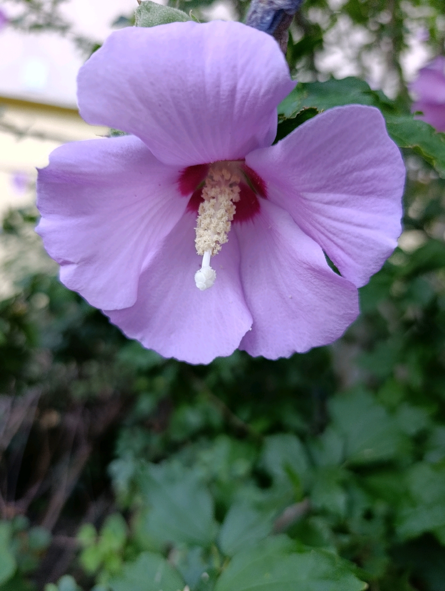 A close-up, vertical shot captures a blooming purple hibiscus flower in a garden setting. The flower is the primary subject, filling most of the frame with its delicate, ruffled petals. A dark pink center is visible, from which a white pistil tipped with a fuzzy, cream-colored stamen extends. The background is a blur of green foliage, with some lighter areas suggesting either a fence or building in the distance. The image appears to be taken outdoors on a bright day, with diffused light illuminating the flower. The exact location in Wrocław, Poland, is not discernible from the visual information provided.