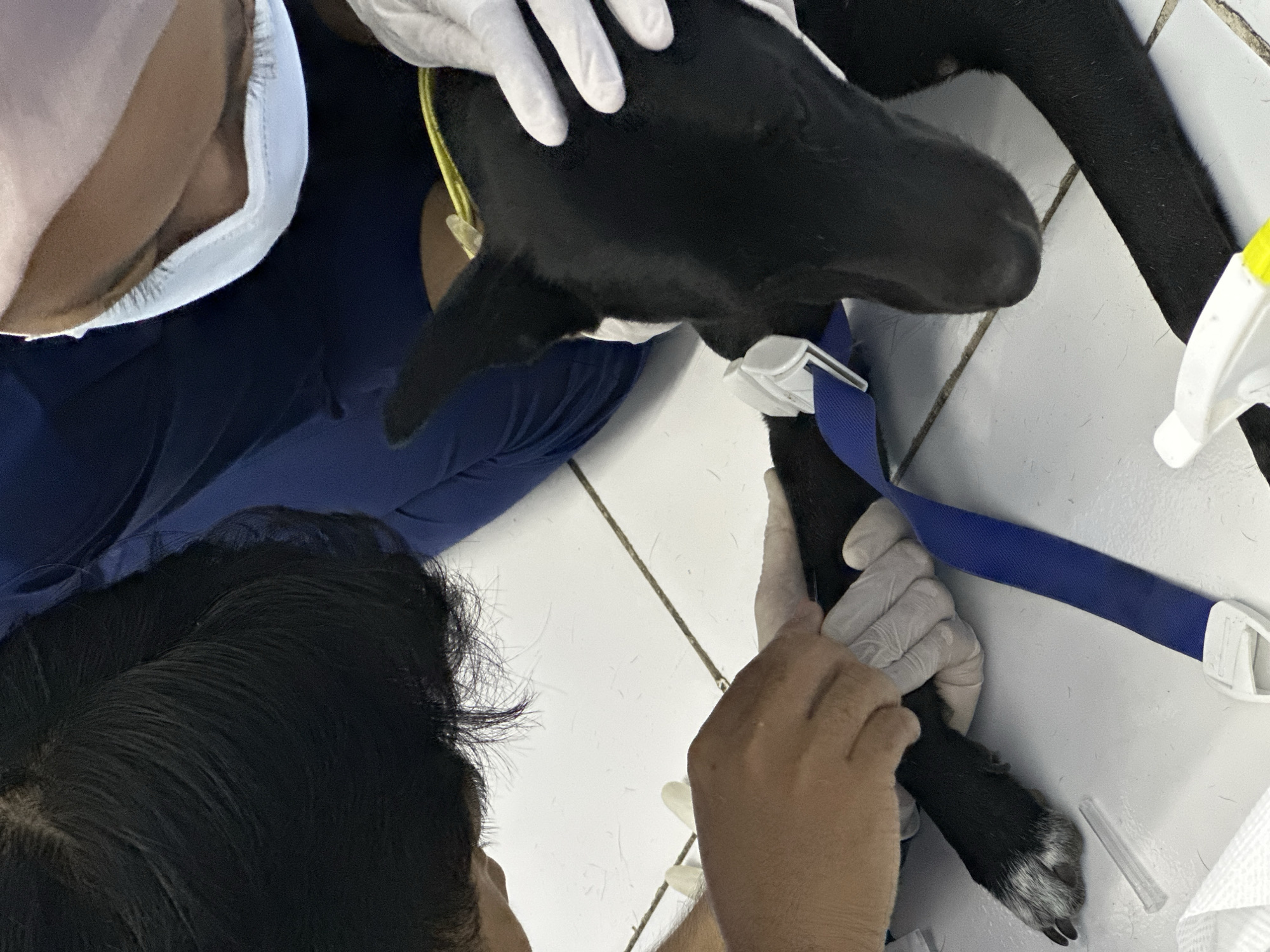 In a close-up, top-down perspective, two individuals, likely veterinarians or vet technicians, are tending to a black dog's foreleg. The dog is lying on a white tiled floor, possibly in a veterinary clinic in Kuta Selatan, Indonesia. One person, on the left, is wearing white gloves and is using a syringe to administer medication or draw blood from the dog's leg. This person's dark hair is visible. The other person, on the right, also in white gloves, is holding the dog's head and neck. They are wearing blue medical scrubs and a white face mask. A blue strap with a white buckle is wrapped around the dog's leg, and a yellow cord is visible around the dog's neck. A clear plastic needle sheath lies on the floor near the dog's paw. A white spray bottle is also visible in the lower right corner of the image. The scene is sterile and professional, indicating a medical procedure is underway.