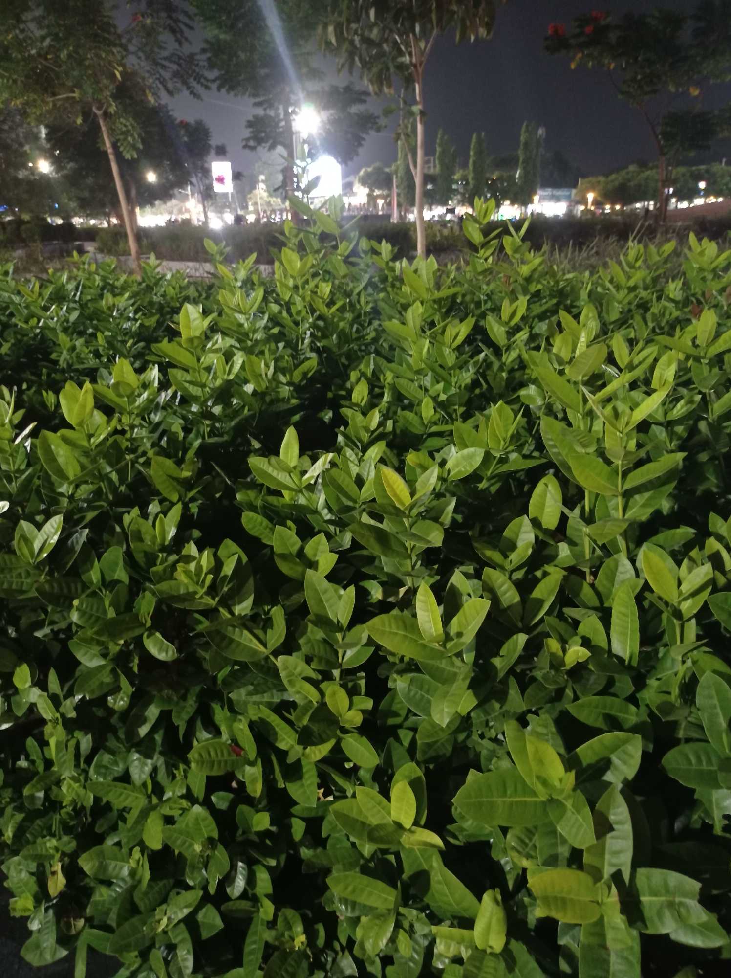 The image depicts a dense cluster of lush green Ixora plants in the foreground, illuminated by artificial light, suggesting it is nighttime. The leaves are vibrant and have a glossy sheen. In the blurred background, various elements indicative of an urban environment are visible. These include trees, streetlights, and illuminated signs. The overall impression is that of a park or a landscaped area in a city, potentially at night. Without further context or identifying markers, pinpointing the exact location within Tegal, Indonesia is not possible. The scene appears to be a public space, likely a garden or roadside planting, with ambient city lighting contributing to the visibility of the foliage. There are no visible people or specific actions taking place in the frame.