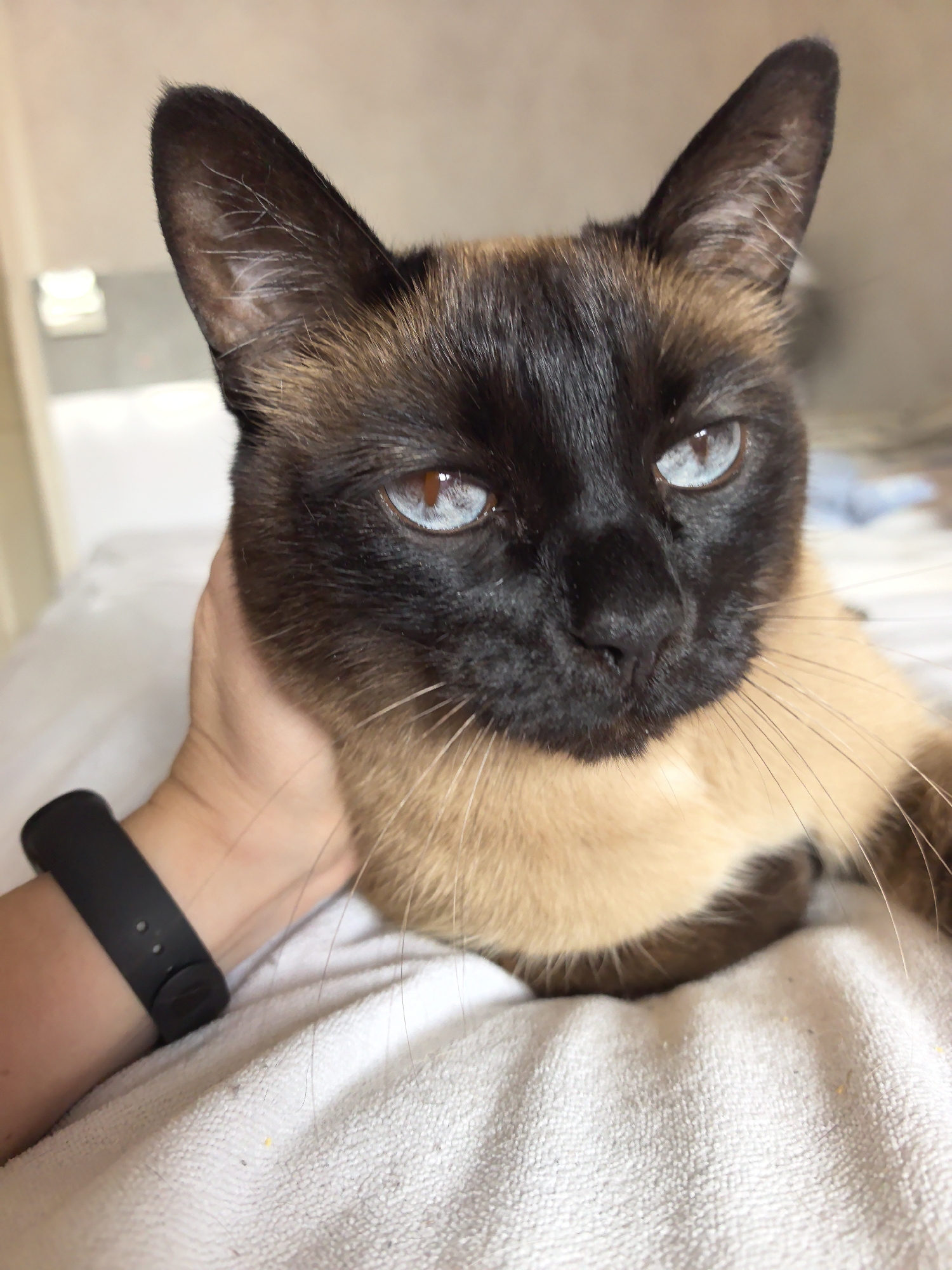 A close-up, eye-level shot features a Siamese cat with striking blue eyes, its head resting on a white textured surface, possibly a bed or blanket. A human hand, wearing a black fitness tracker on the wrist, is seen gently supporting the cat's head. The cat has dark brown fur on its head and ears, transitioning to a lighter tan on its chest and body. The background is blurred and shows a neutral, indoor environment, with faint hints of furniture and soft lighting. The image does not contain any information indicating a location in Фролы, Russia.