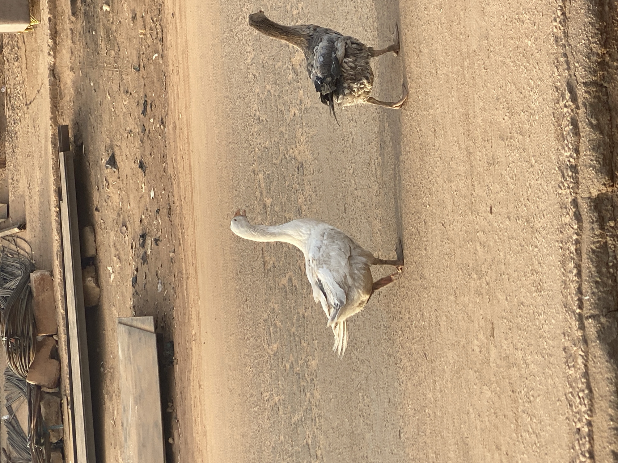 The image shows two geese walking on a dirt road in what appears to be Tudun Wada, Nigeria. One goose is white, and the other is gray and black. The road is dusty, and there are construction materials and debris visible on the side of the road. The environment is dry and possibly semi-arid. The time is during daylight hours.