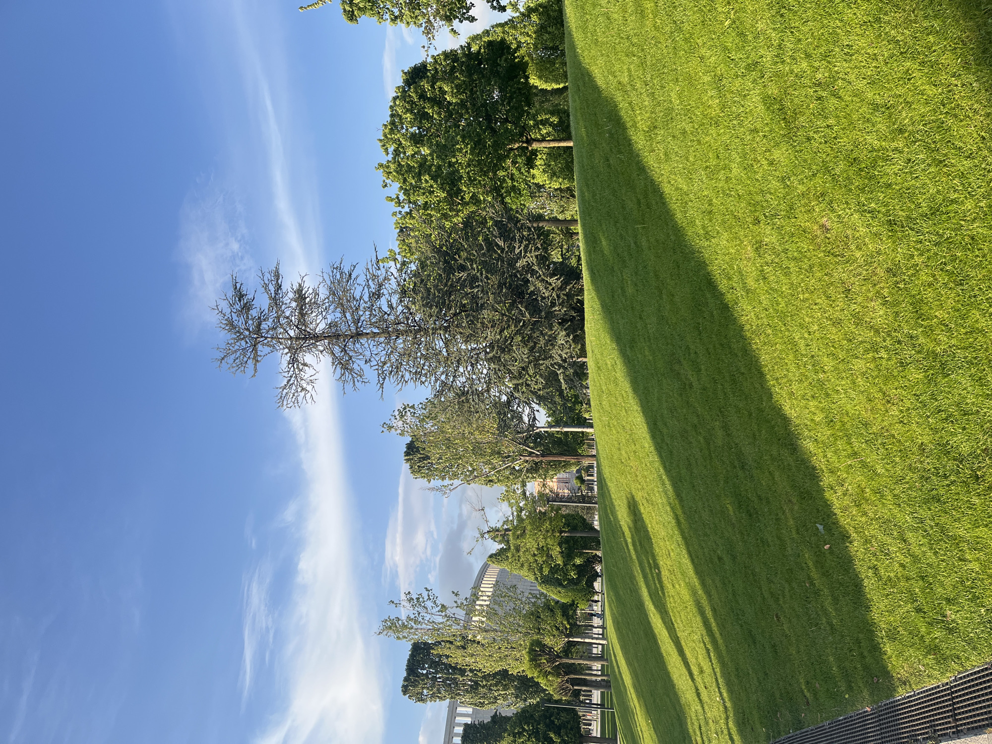 The image shows a view of a park in the city of Krasnodar, Russia. Lush green grass occupies a large portion of the right side of the frame, with a distinct shadow cast across it. Trees of varying sizes and foliage types line the edge of the grass. In the background, a large building with a curved facade can be seen through the trees. The sky is blue with wispy clouds. A bare tree stands prominently against the sky.