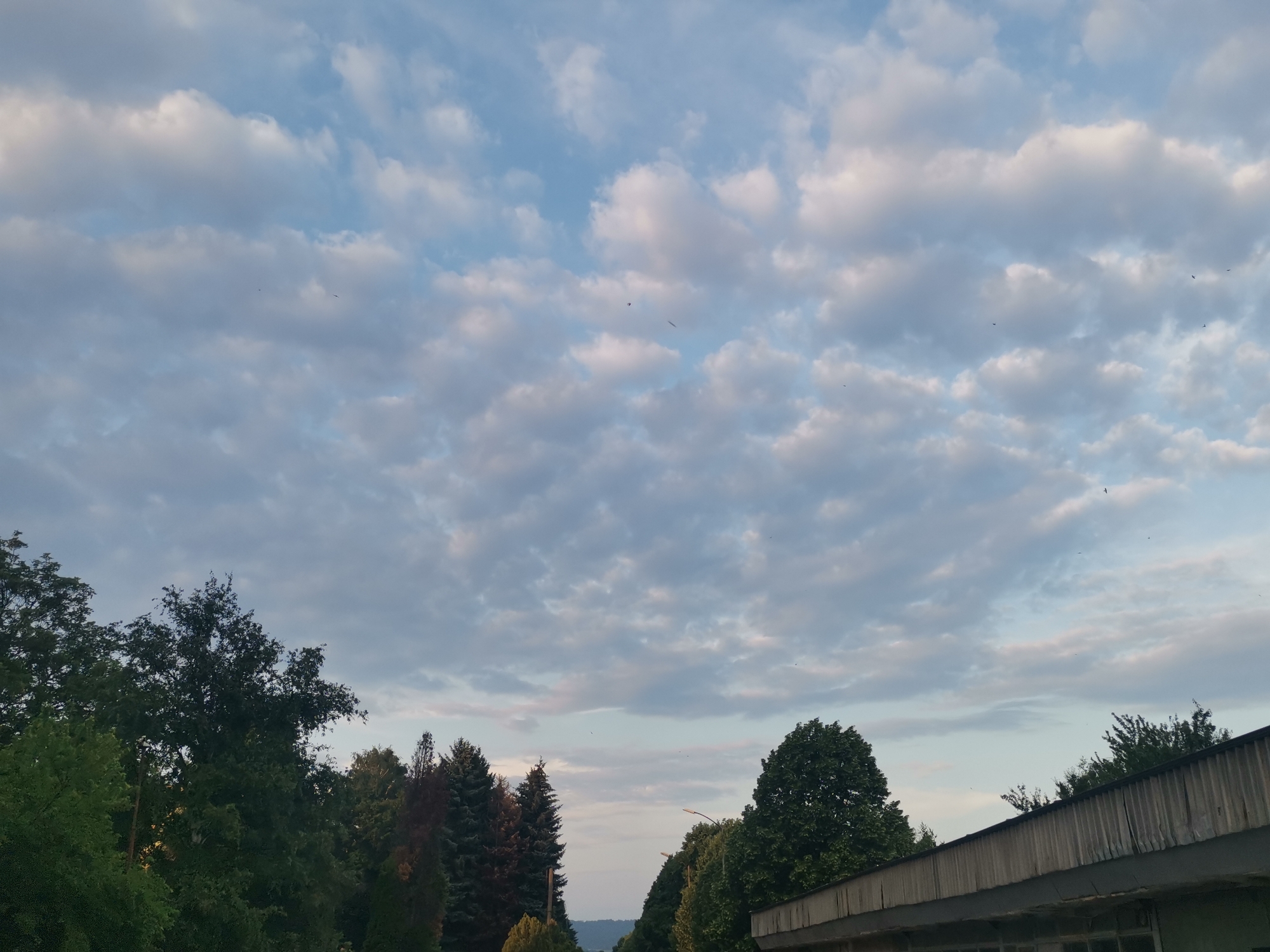 The image depicts an outdoor scene under a sky largely covered by scattered, light-colored clouds, primarily white and grey against a light blue background. The clouds suggest stratocumulus formations, with softer, diffuse lighting hinting at early morning or late afternoon. Numerous small, dark specks, identifiable as birds, are visible against the clouds in various parts of the sky. The lower portion of the image is dominated by dense green foliage from various trees, including tall deciduous trees on the left and a mix of evergreen and deciduous trees on the right and center. One tree in the mid-right shows darker, reddish-brown foliage. On the far right, the upper section of a weathered building or structure is visible, featuring a dark, horizontally oriented roofline with vertical, possibly corrugated or plank-like, texture. A partial street light or utility pole extends upwards from behind the trees on the right. The scene is located in Zhivkovo, Bulgaria, presenting a tranquil, natural environment with minimal human infrastructure visible.
