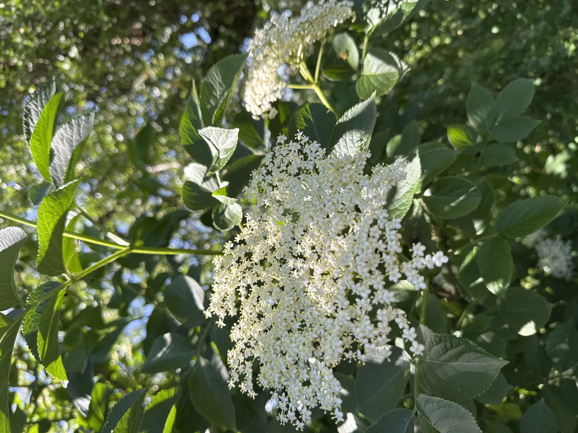 The image shows a close-up of white elderflowers in bloom, clustered in a corymbose inflorescence. The flowers are small with five petals and yellow stamens. They are surrounded by dark green, serrated leaves. The background is a blur of green foliage and dappled sunlight, suggesting an outdoor setting. The scene is consistent with a plant in bloom in a garden or natural environment in Moortown, Ireland. There are no people or animals visible in the frame.