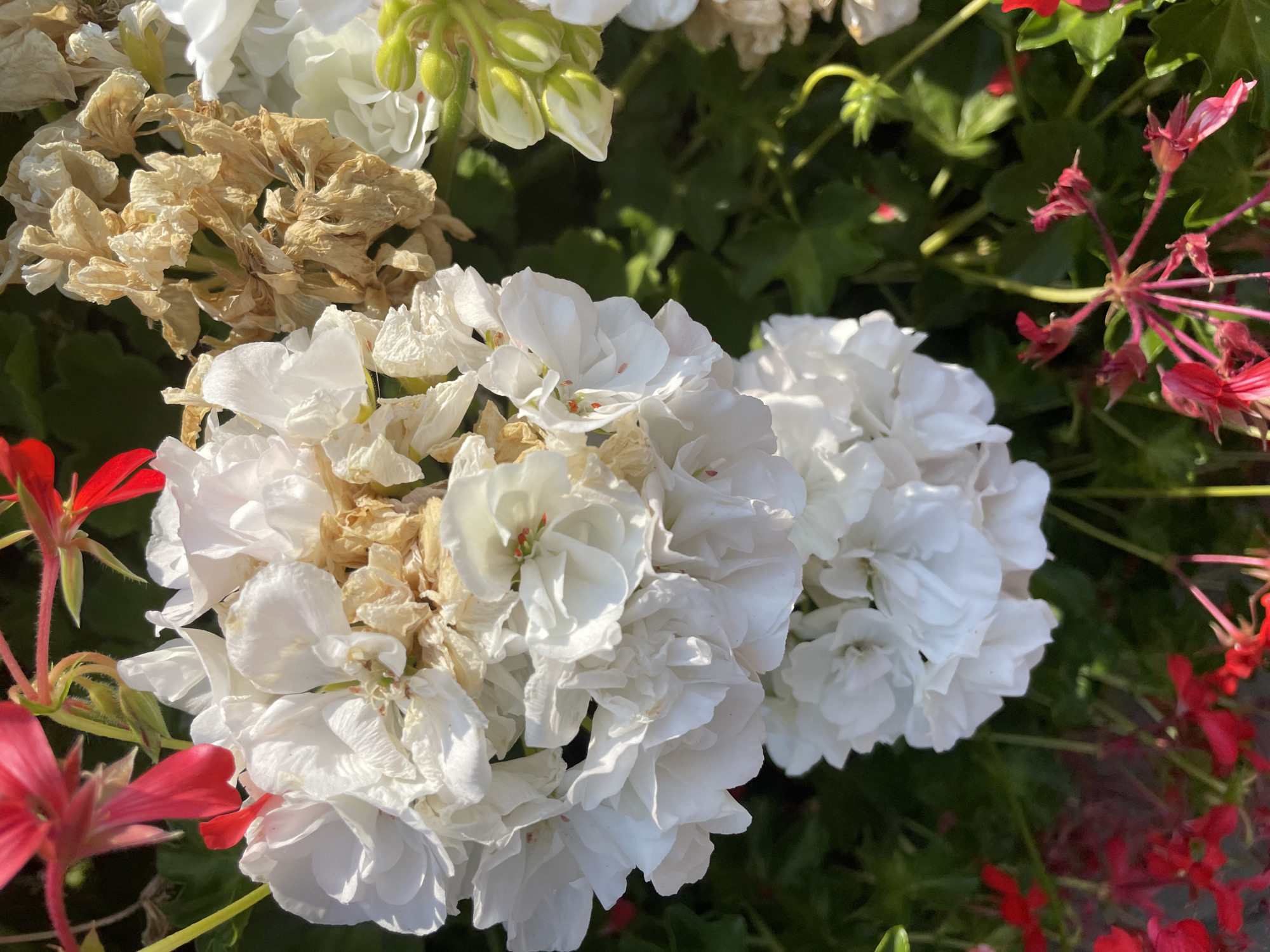 The image is a close-up, overhead shot of white geranium flowers with some brown, dried flowers interspersed. Red geranium flowers are visible at the bottom and top left of the frame. The flowers are set against a dark green, leafy background, suggesting an outdoor garden setting. There are no people or animals in the image. The overall impression is one of natural beauty, with a mix of fresh and fading blooms. The specific location in Iași, Romania, is not discernible from the image itself.