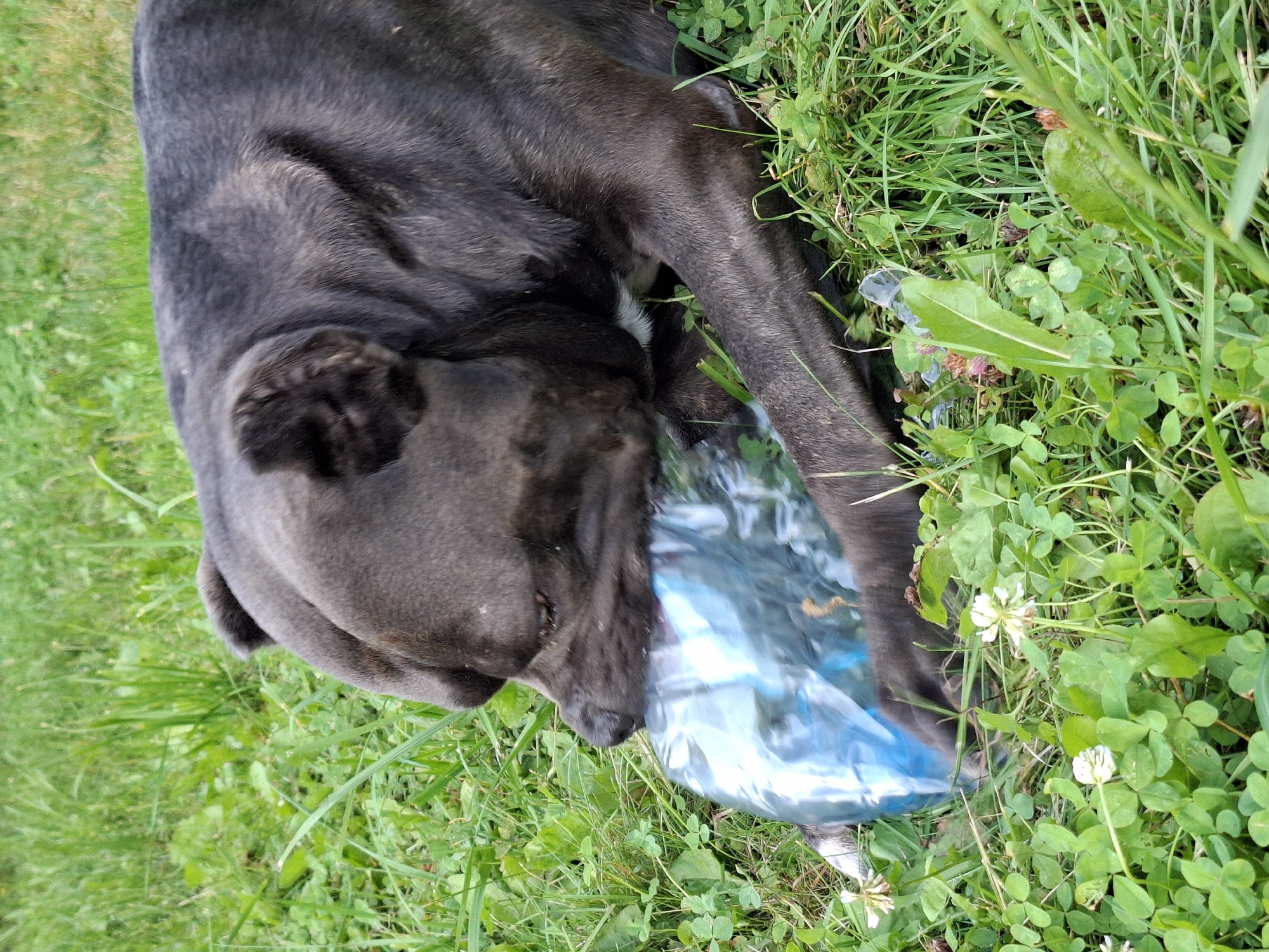 A dark-colored dog is lying on its side in a grassy area, chewing on a crumpled blue plastic bag. The dog's head is resting on the bag, and its paws are also on it. The grass is green and appears to be a mix of different types of plants, including clover and some taller weeds. The lighting suggests it is daytime, with diffused sunlight.