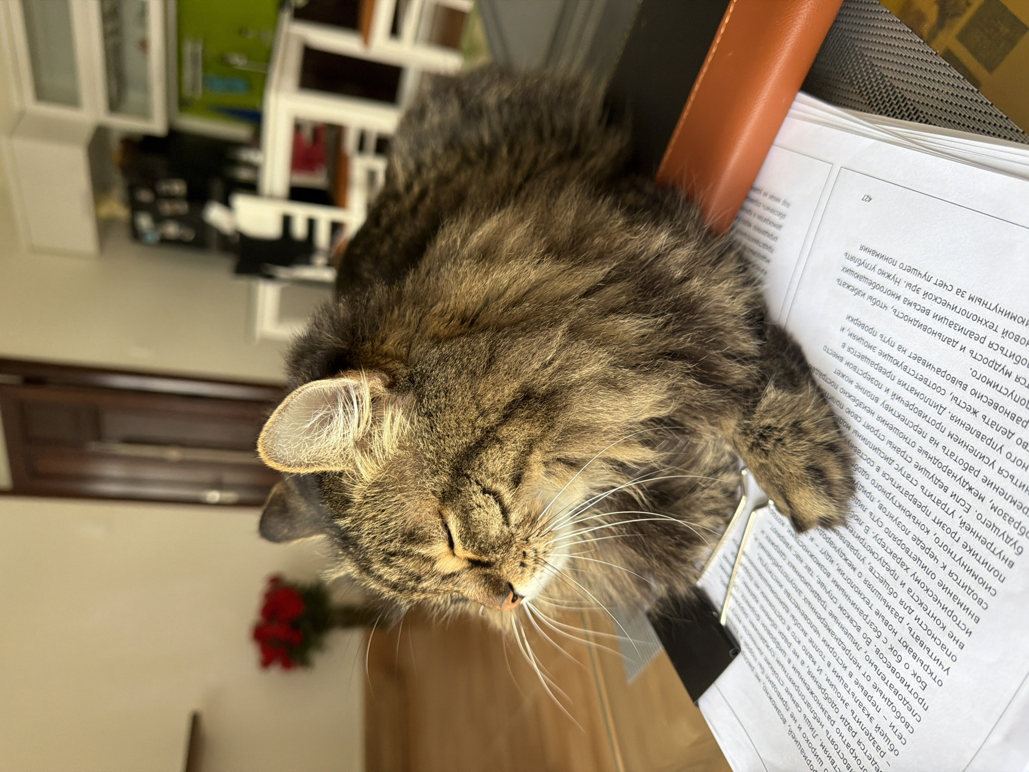 The image depicts a close-up view of a long-haired tabby cat with its eyes closed, seemingly basking in sunlight. The cat is positioned on a stack of papers on a dark surface, likely a desk. Behind the cat, a blurred background reveals a room with furniture, including chairs and tables, suggesting an indoor setting. A bouquet of red flowers is visible in the mid-ground to the left. The lighting suggests it is daytime. The scene does not contain any identifiable landmarks or clues that would place it specifically in Lâm Viên - Đà Lạt, Vietnam.