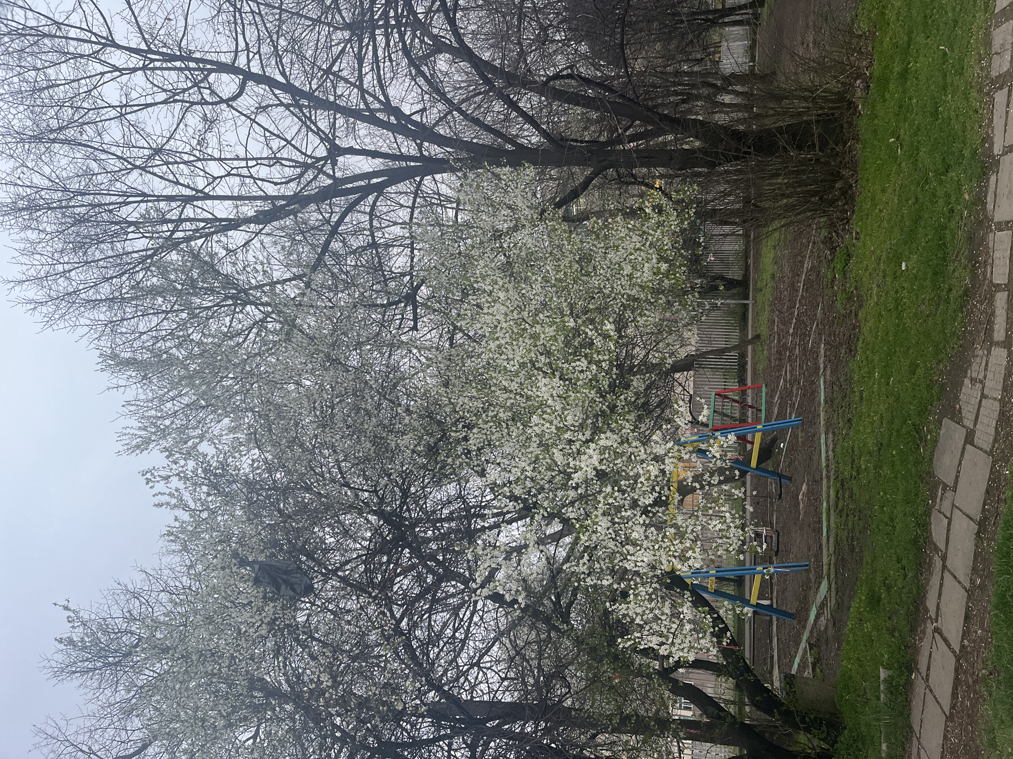 The image shows a park in Sofia, Bulgaria. The foreground features flowering trees with white blossoms, interspersed with bare branches. Behind the trees, there is a children's playground with colorful climbing frames. Adjacent to the playground, a narrow strip of grass is visible, alongside a paved pathway. The sky is overcast.