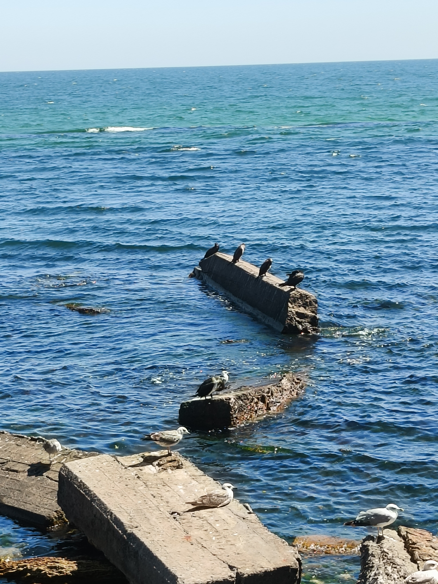 The image captures a scene of the sea with several concrete structures in the water, likely remnants of a breakwater or pier in Odesa, Ukraine. The sea is blue with moderate waves, and the sky is clear and light blue. A flock of cormorants is perched on the taller concrete structure, while seagulls are scattered on the lower concrete platforms and rocks. Some debris is visible in the water around the concrete structures. The overall impression is one of a slightly weathered, natural coastal environment.